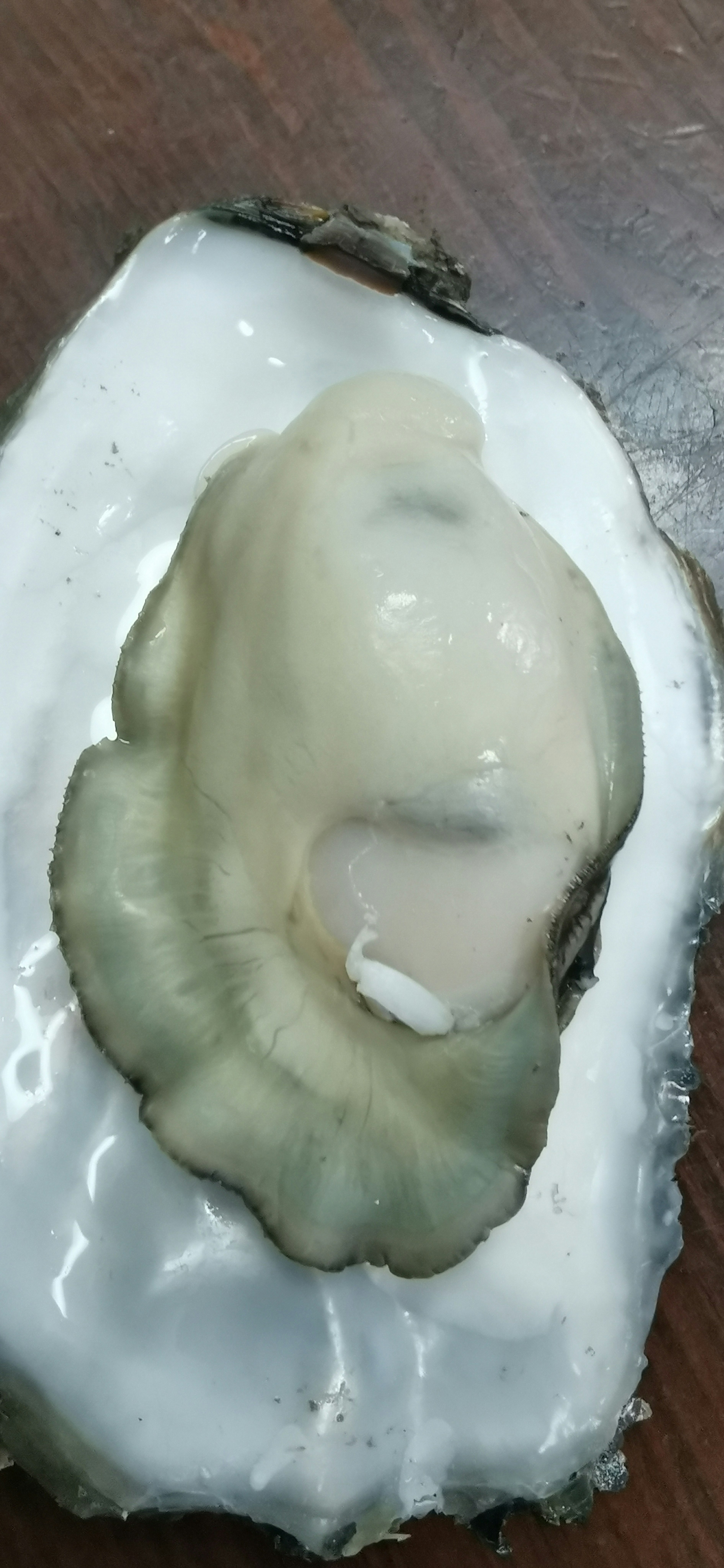 Fresh oyster resting on its shell