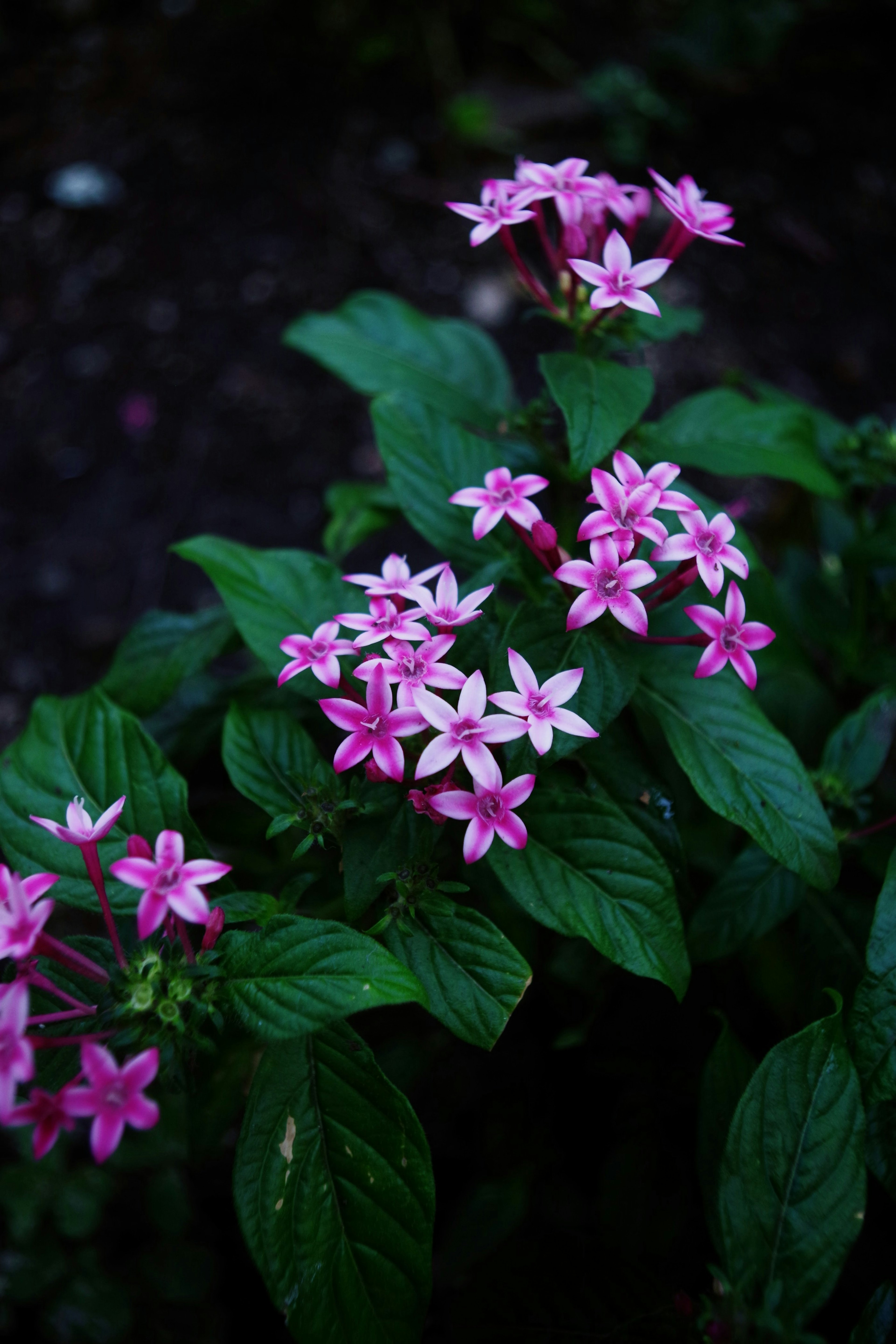 Close-up of vibrant pink star-shaped flowers on a green leafy plant