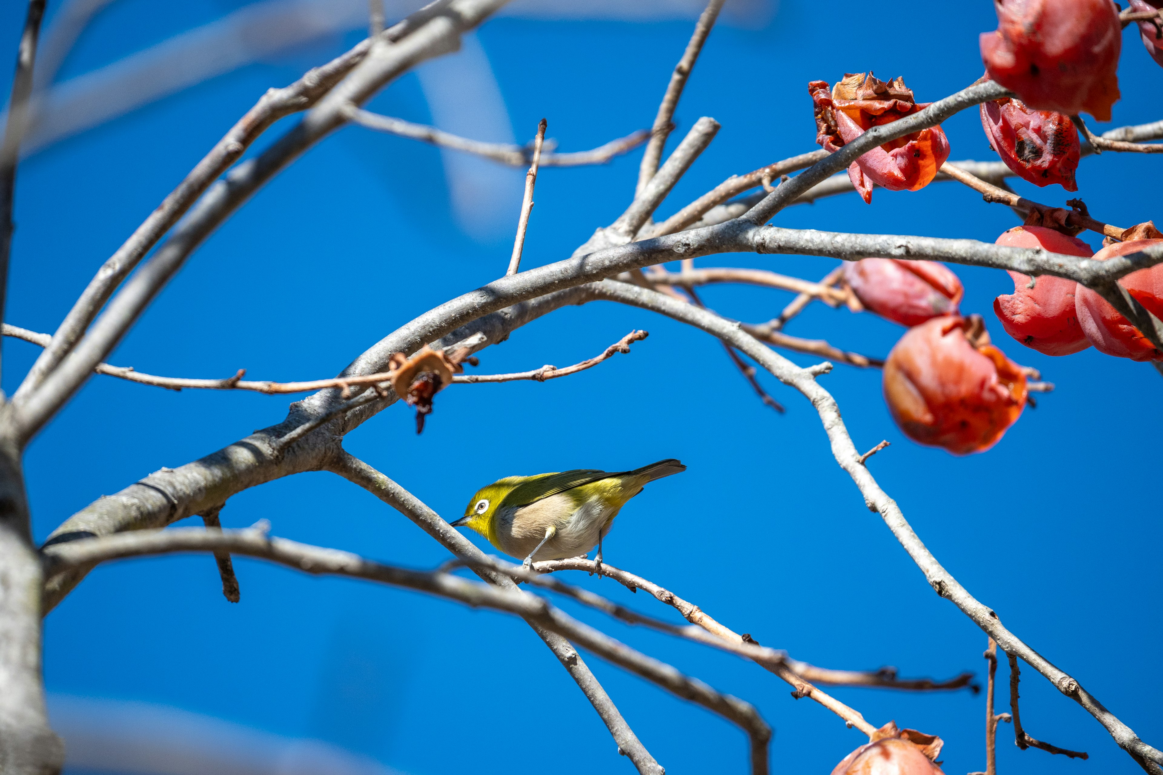 Kleiner Vogel, der auf einem Ast mit roten Früchten vor blauem Himmel sitzt