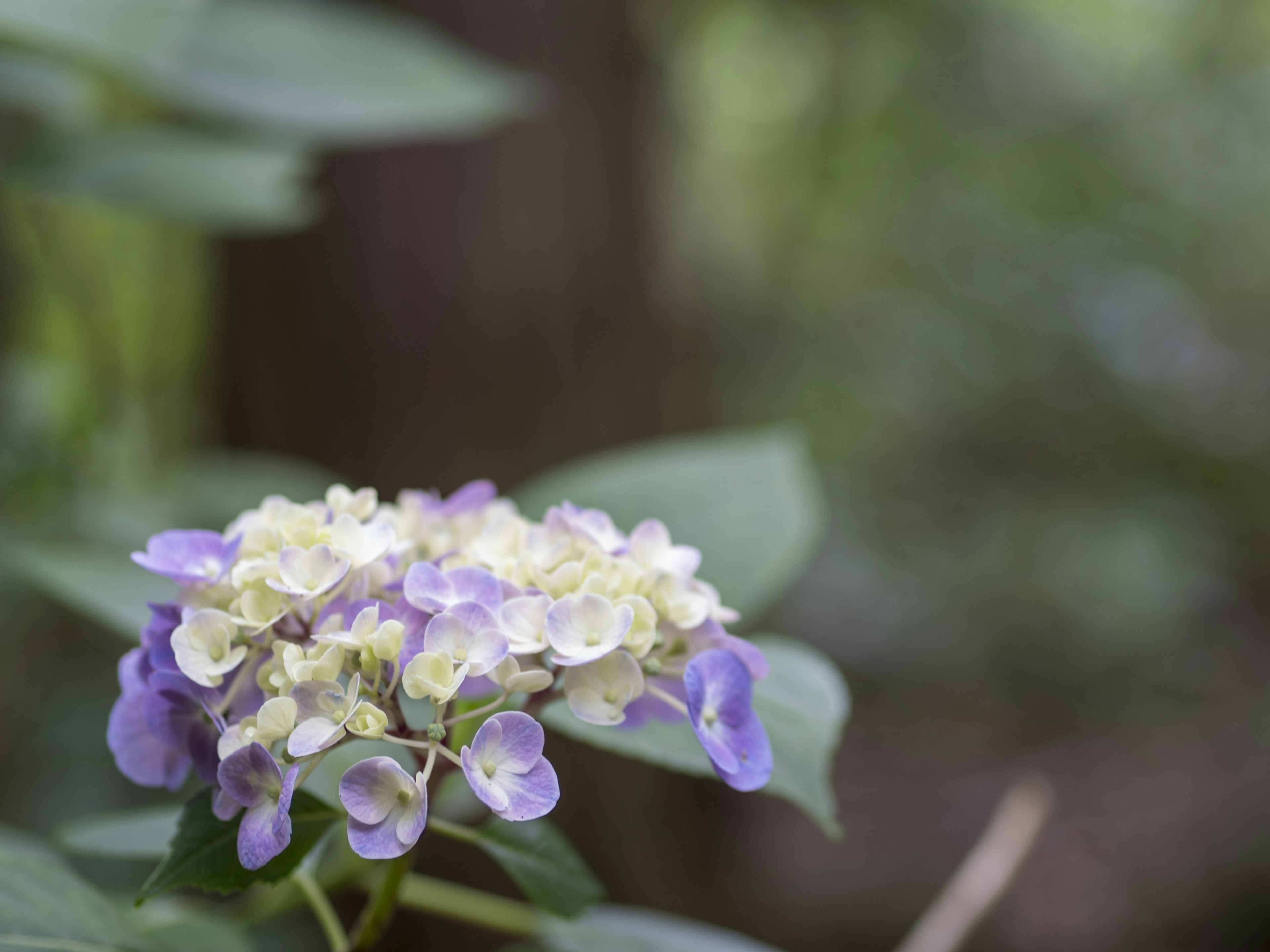 Nahaufnahme einer Pflanze mit lila und weißen Blumen