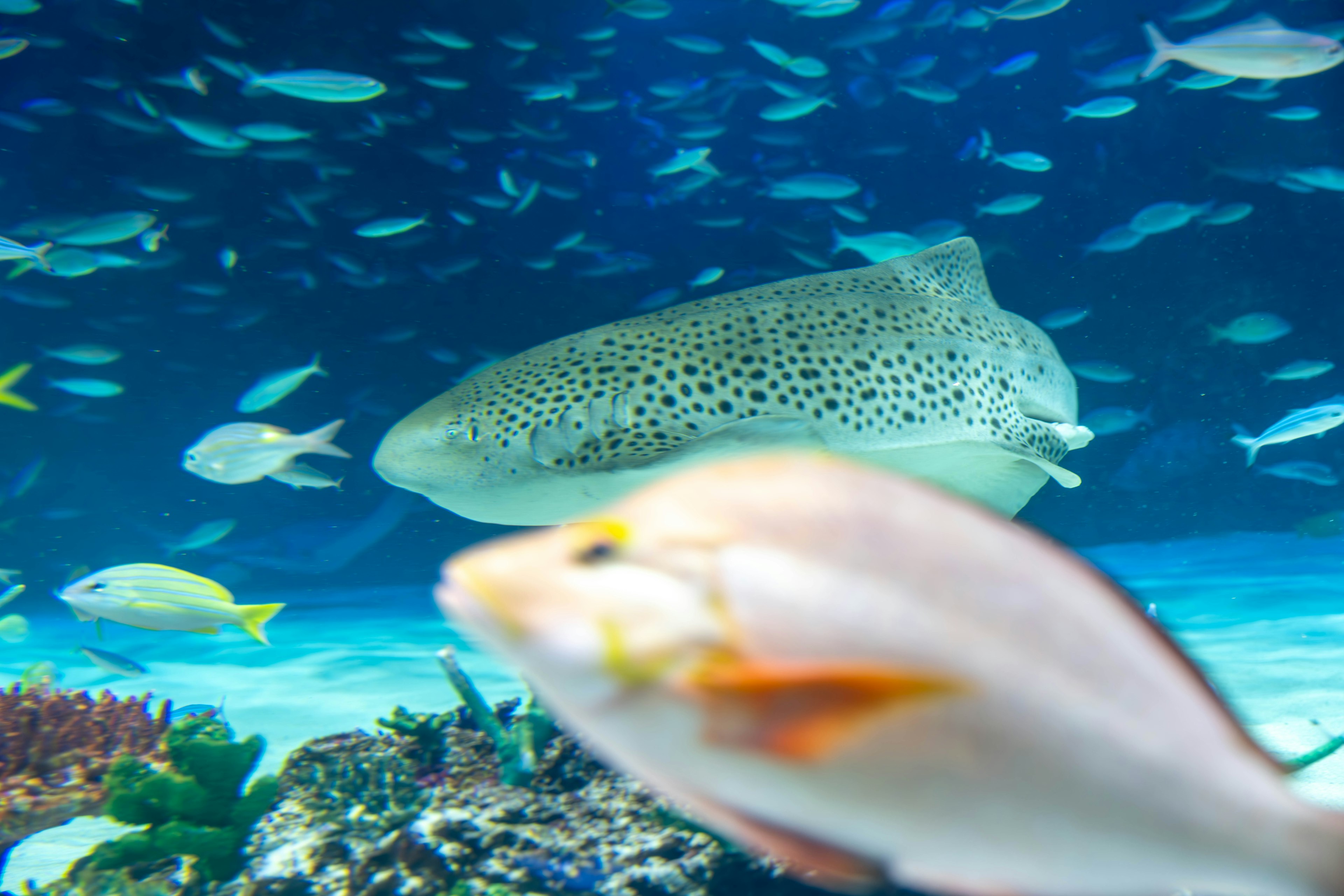 Sebuah pemandangan bawah air yang cerah dengan ikan bercak dan berbagai ikan kecil yang berenang