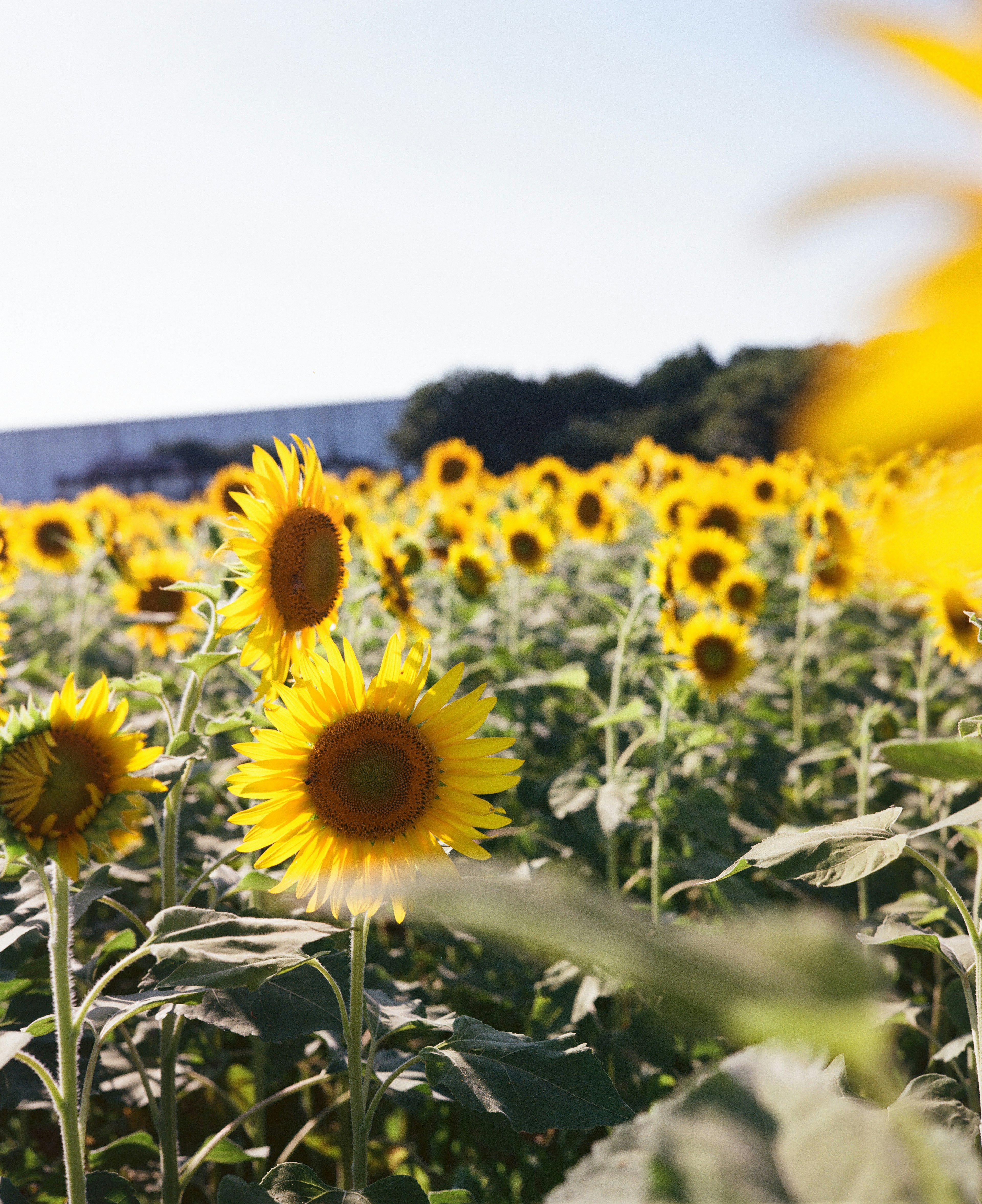 広がるひまわり畑の中で咲いているひまわりの花々