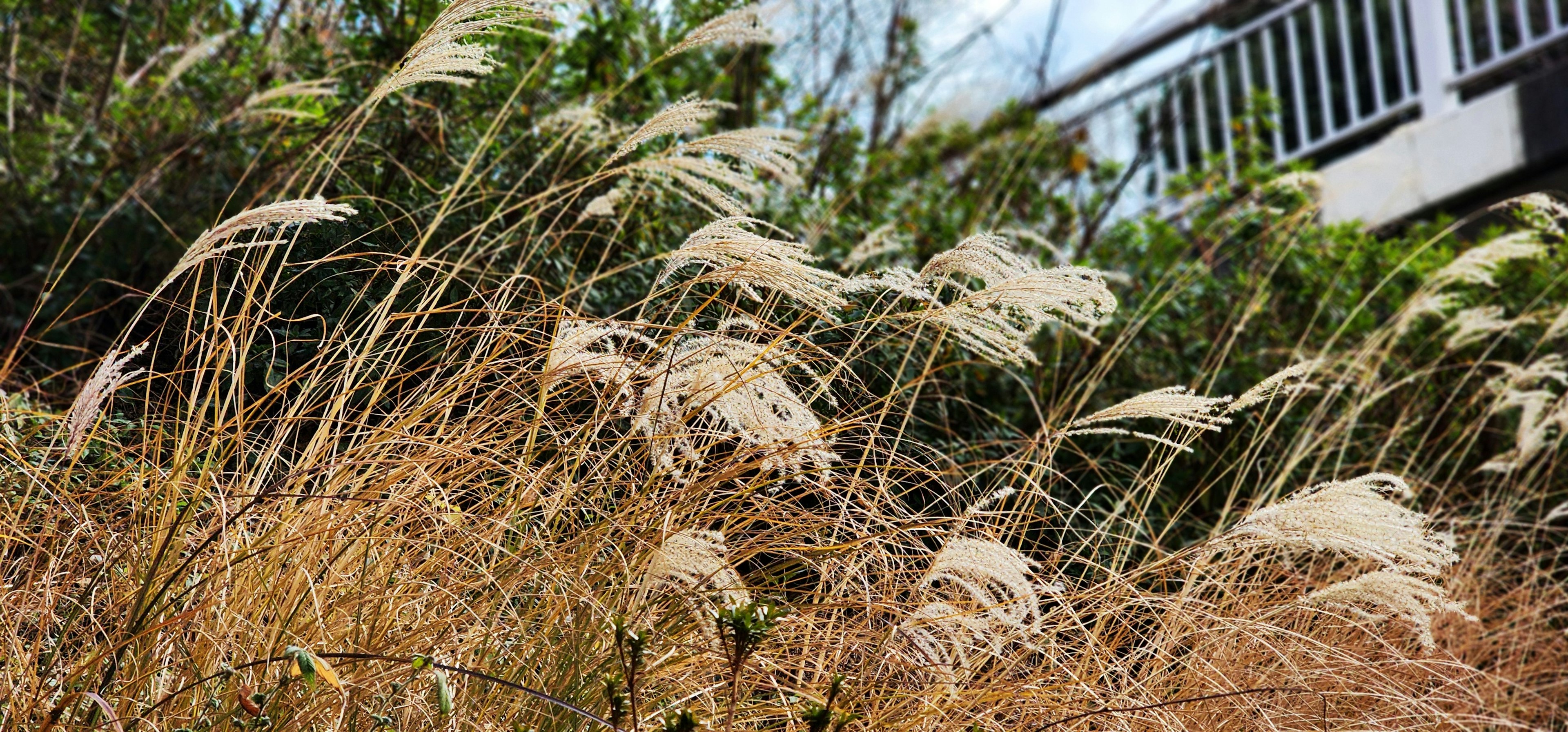 Field of grass with wispy stalks and a building in the background