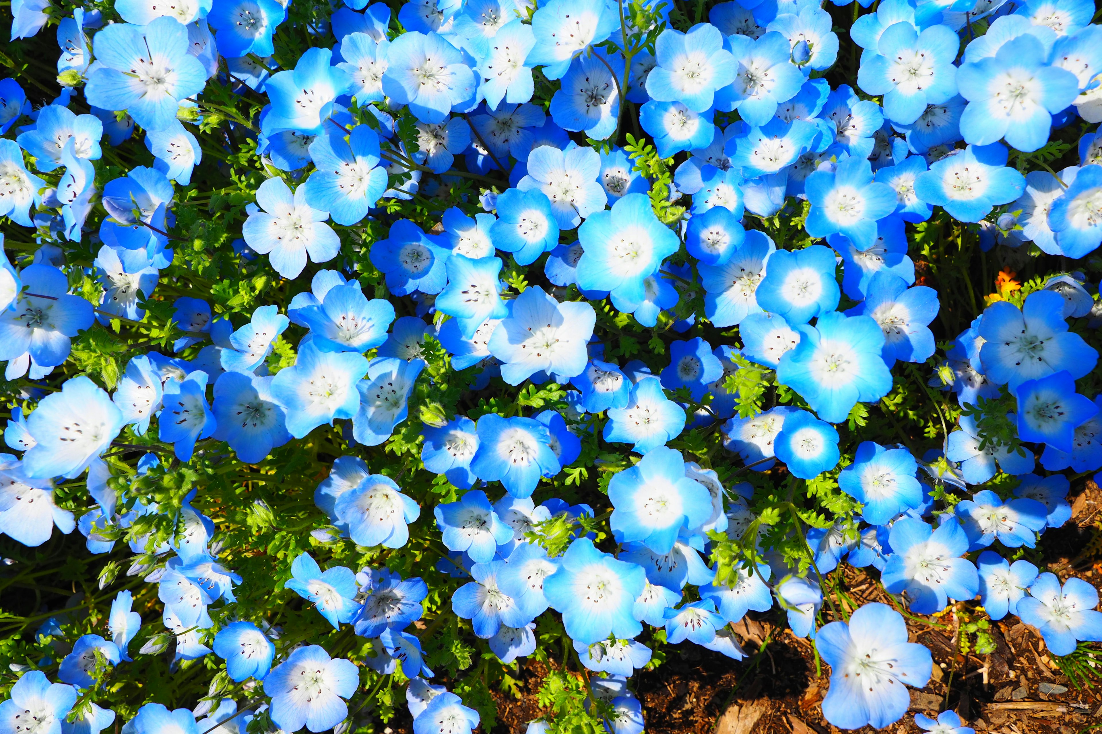 Densité de fleurs bleues en pleine floraison