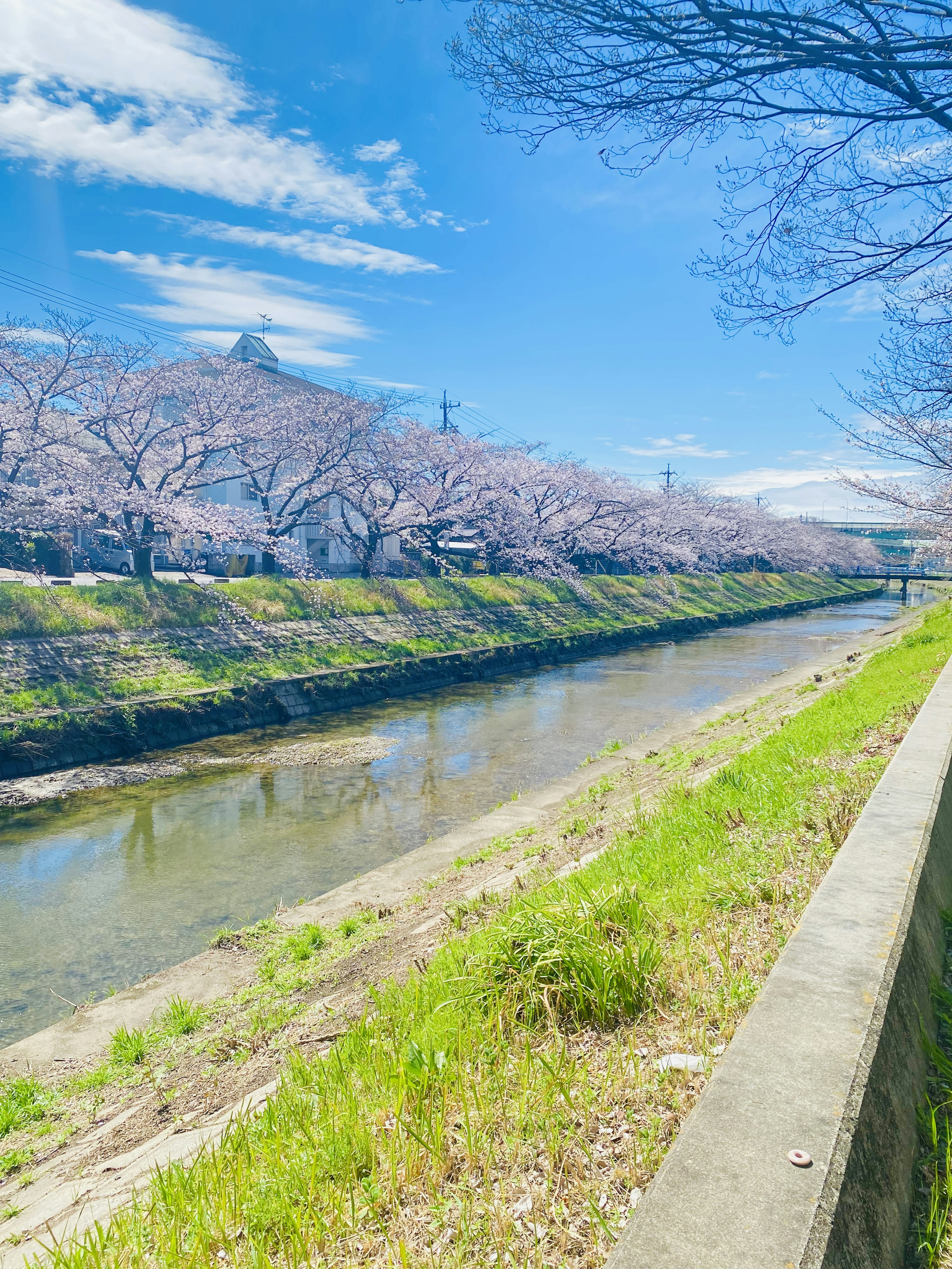 Scenic view of a river lined with cherry blossom trees under a blue sky