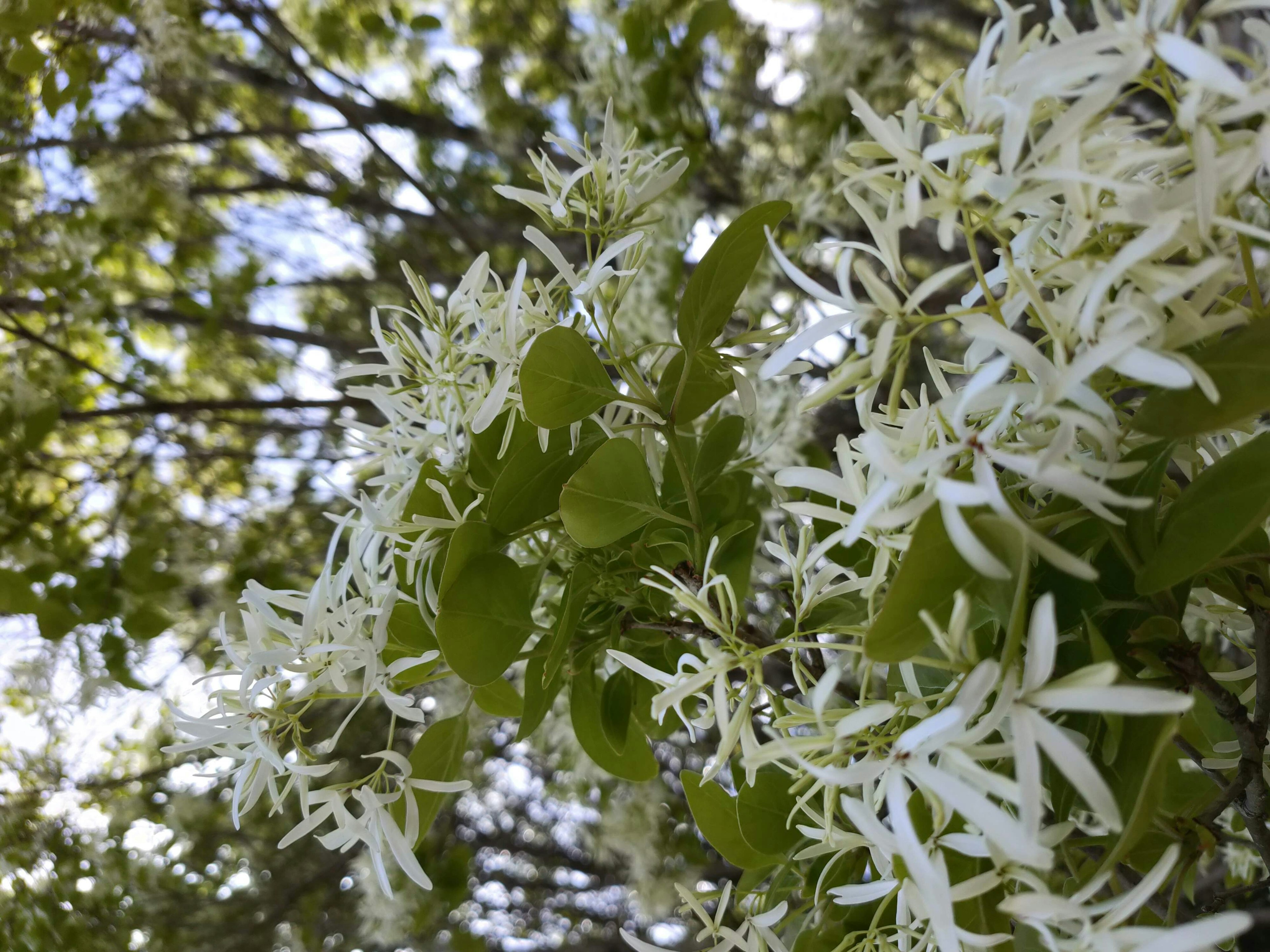 Close-up of a tree branch with white flowers and green leaves