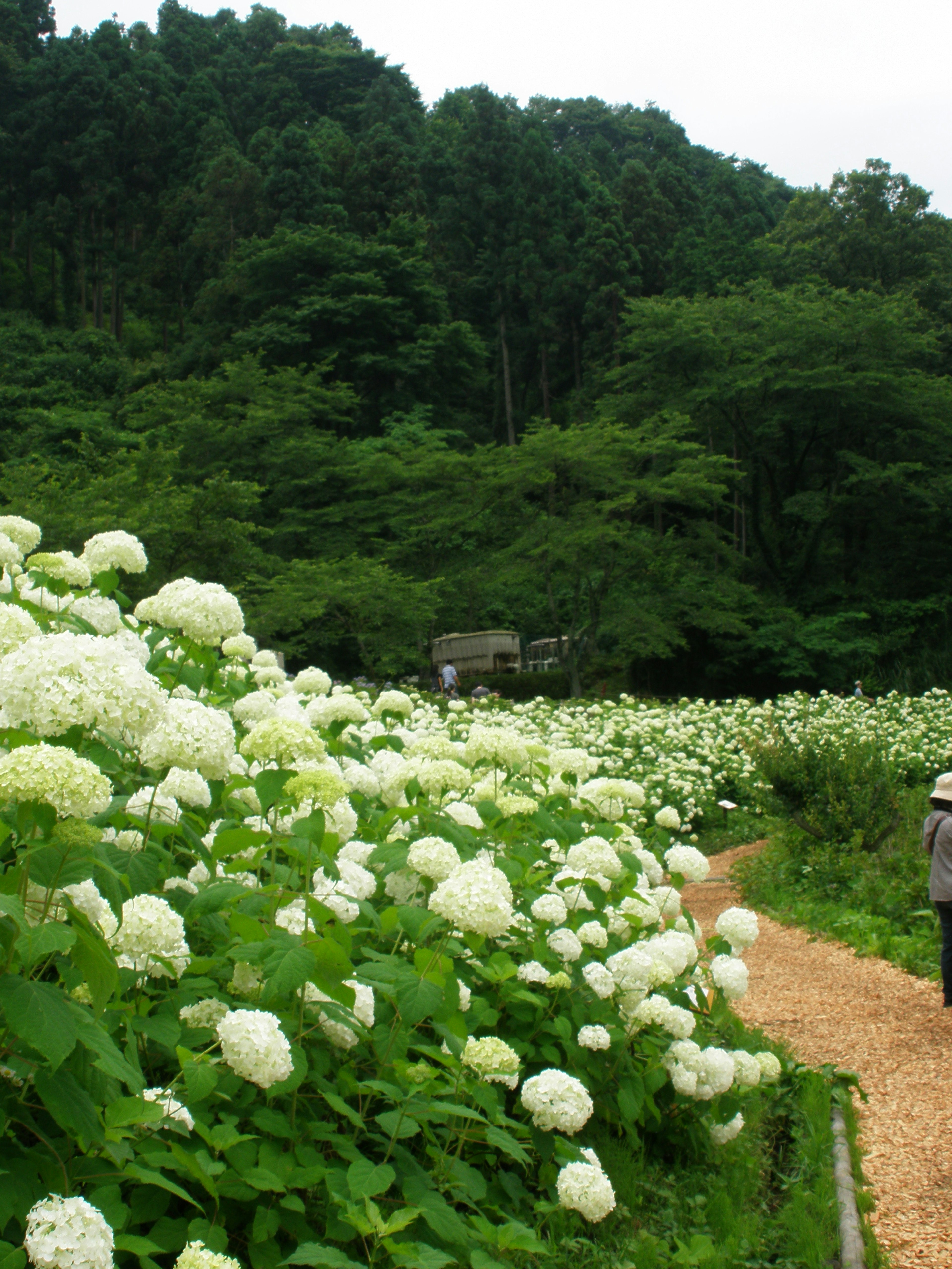 Sentier bordé d'hortensias blancs et de collines verdoyantes