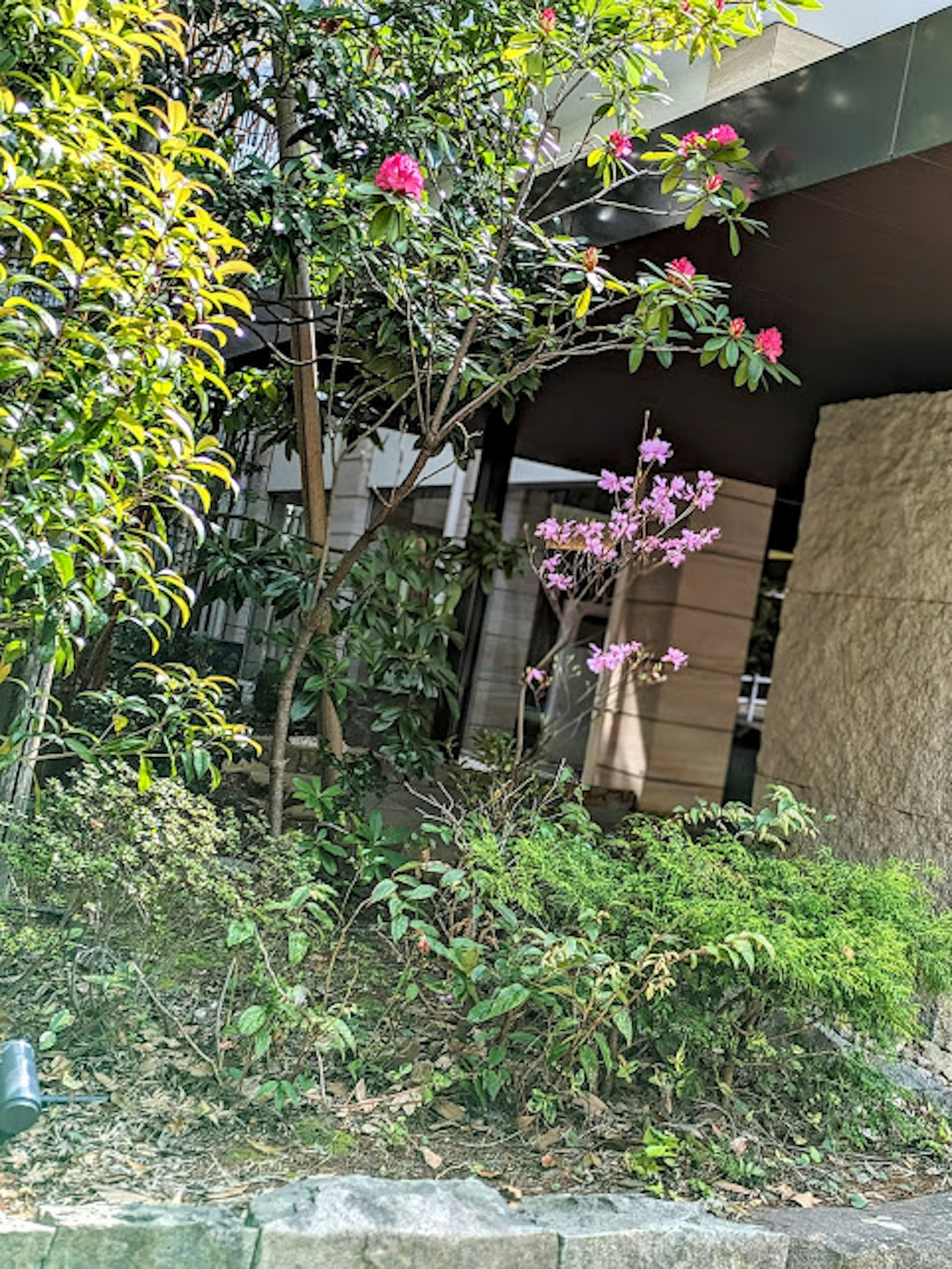 Un jardín exuberante con flores de cerezo y azalea en flor