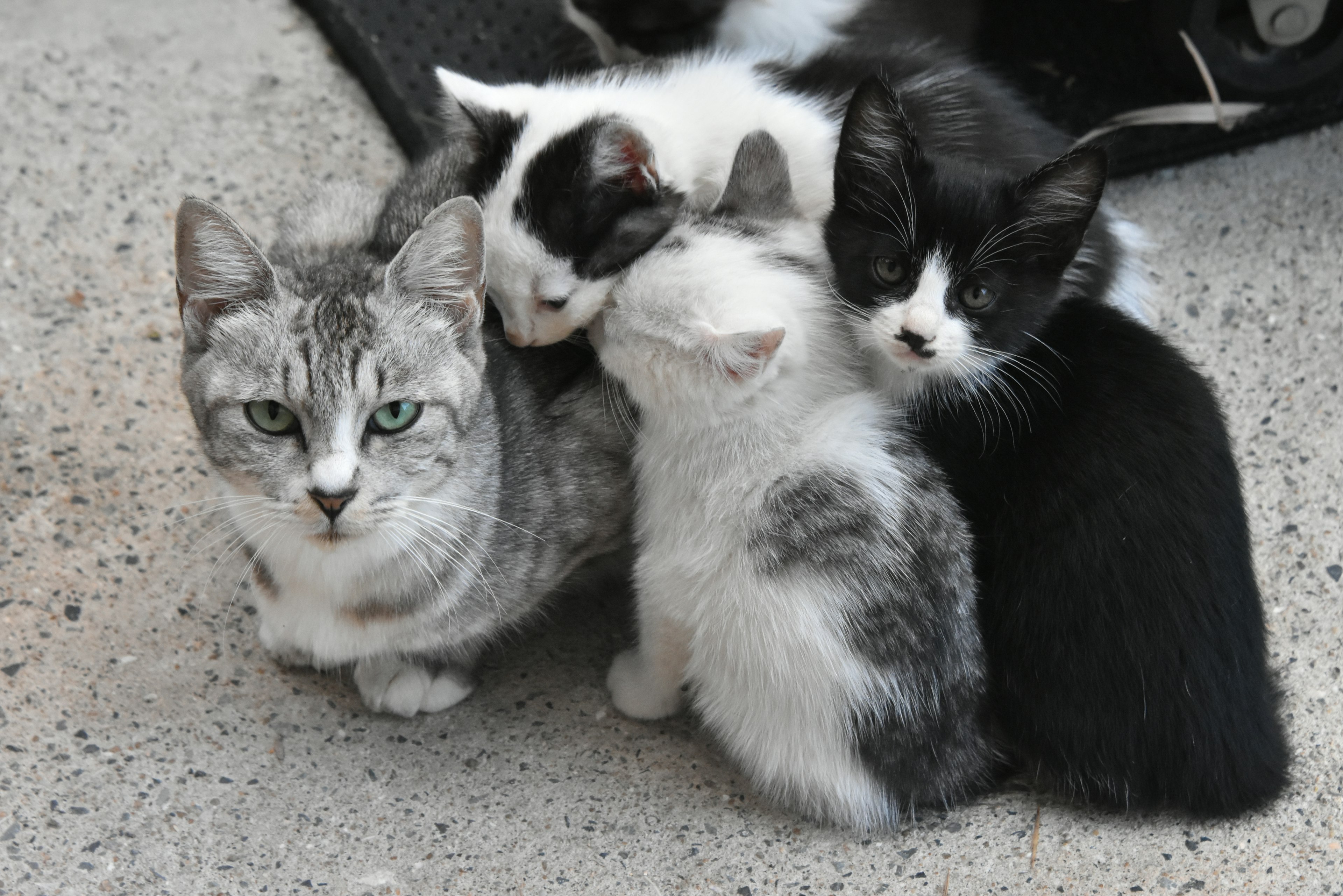 Un gatto grigio con quattro gattini che si abbracciano