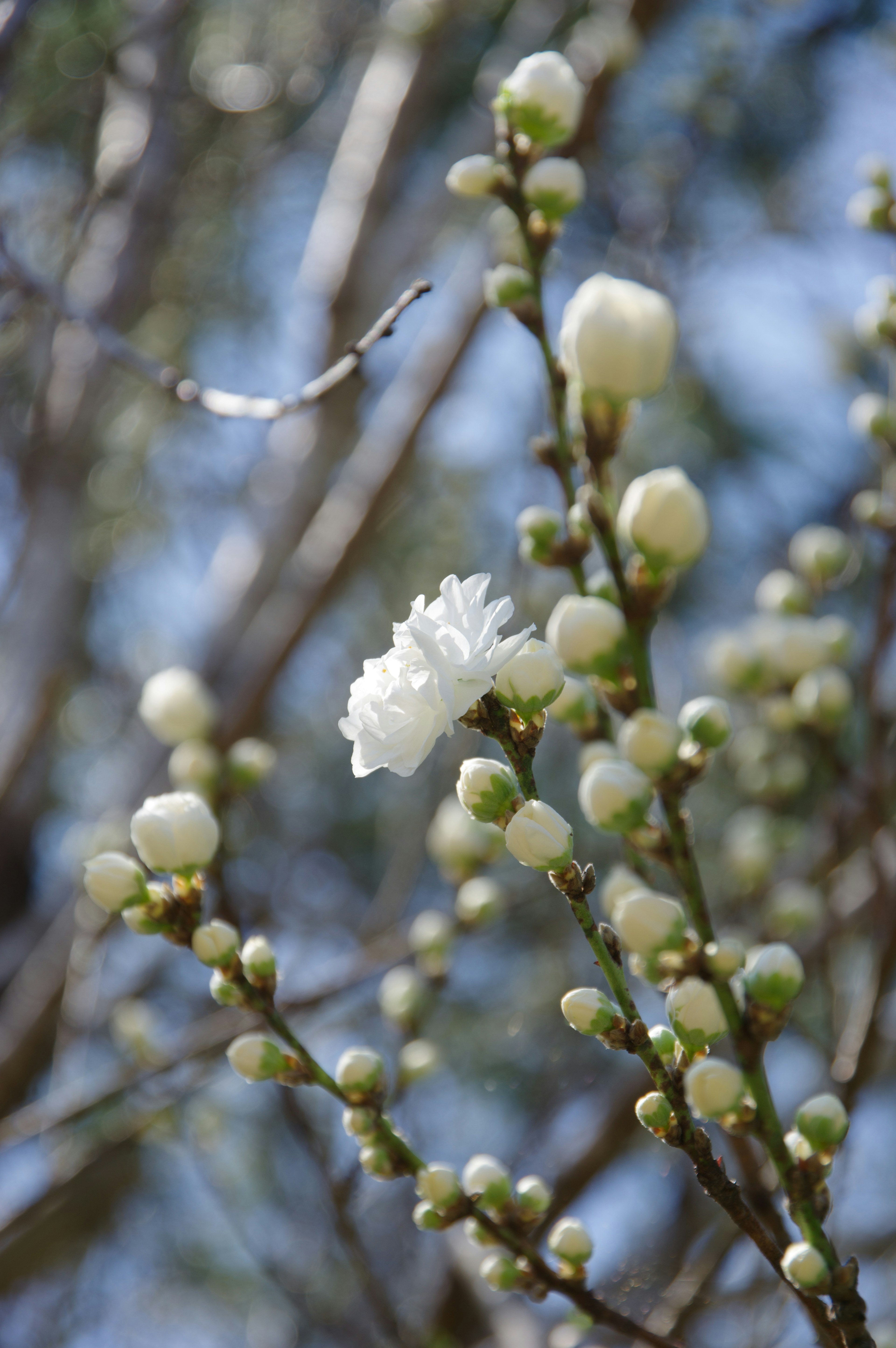 Primer plano de una rama con flores blancas y botones