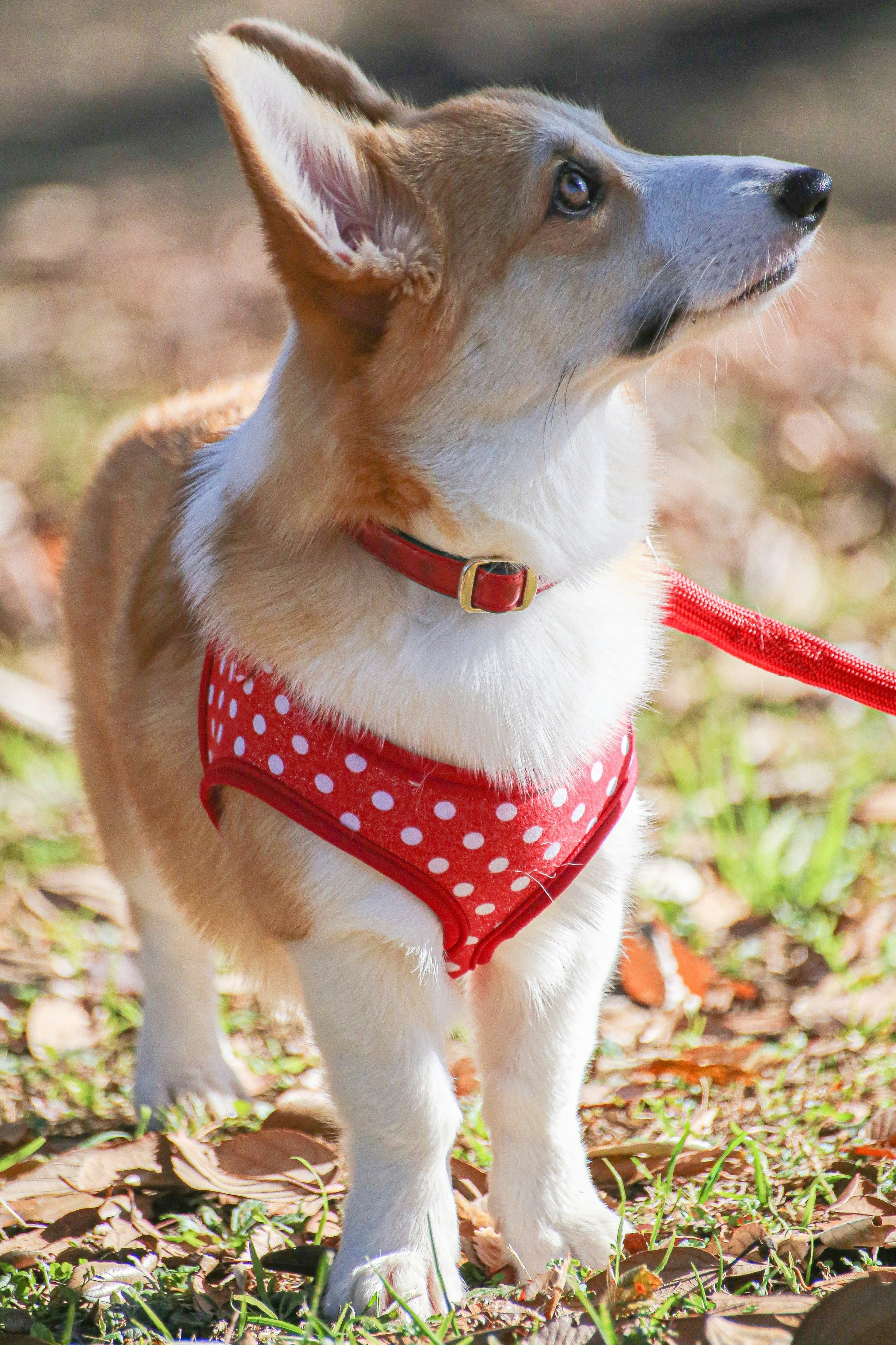 Corgi wearing a red polka dot harness standing outdoors