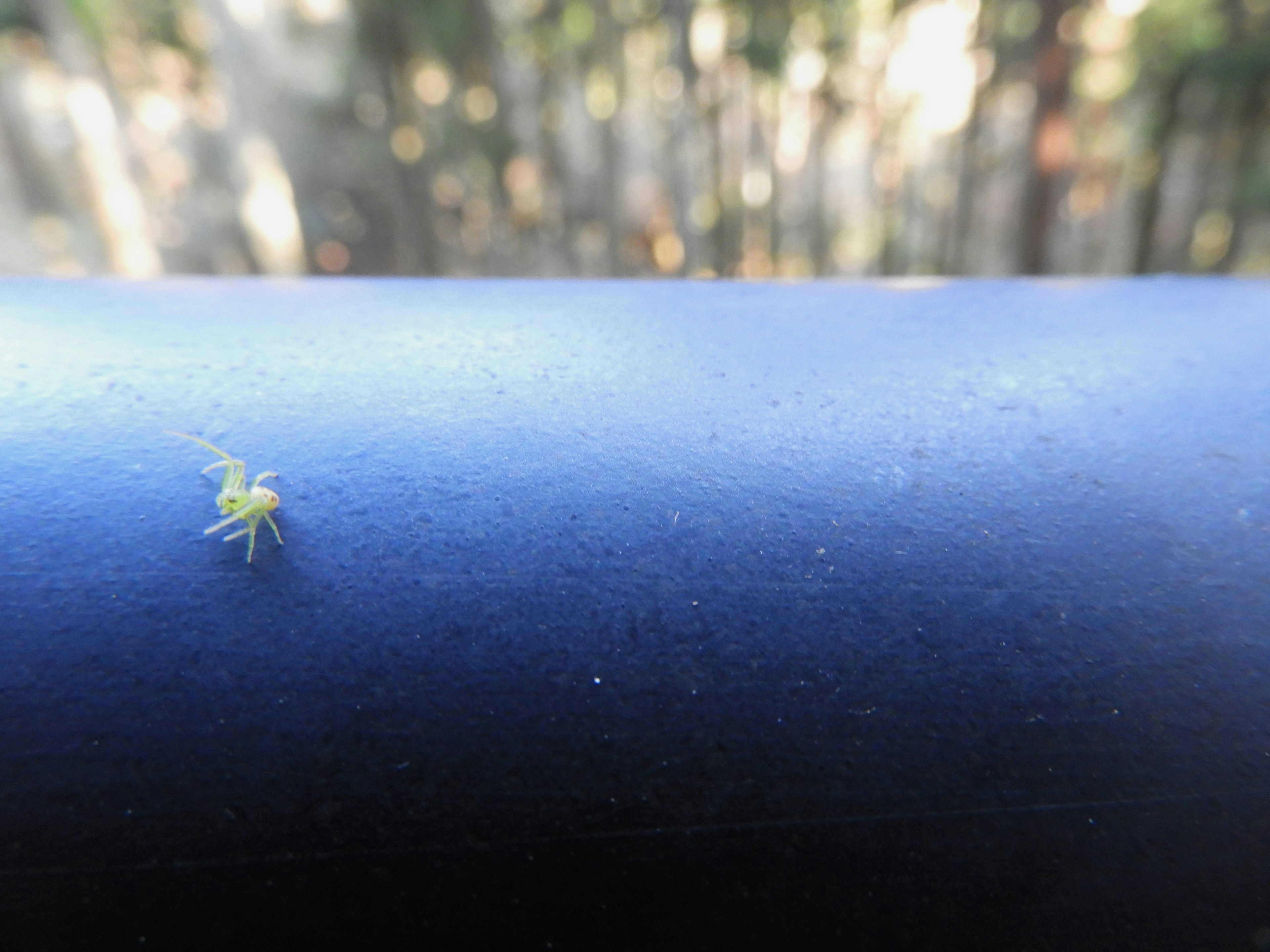 A small yellow insect on a blue pipe with a blurred background