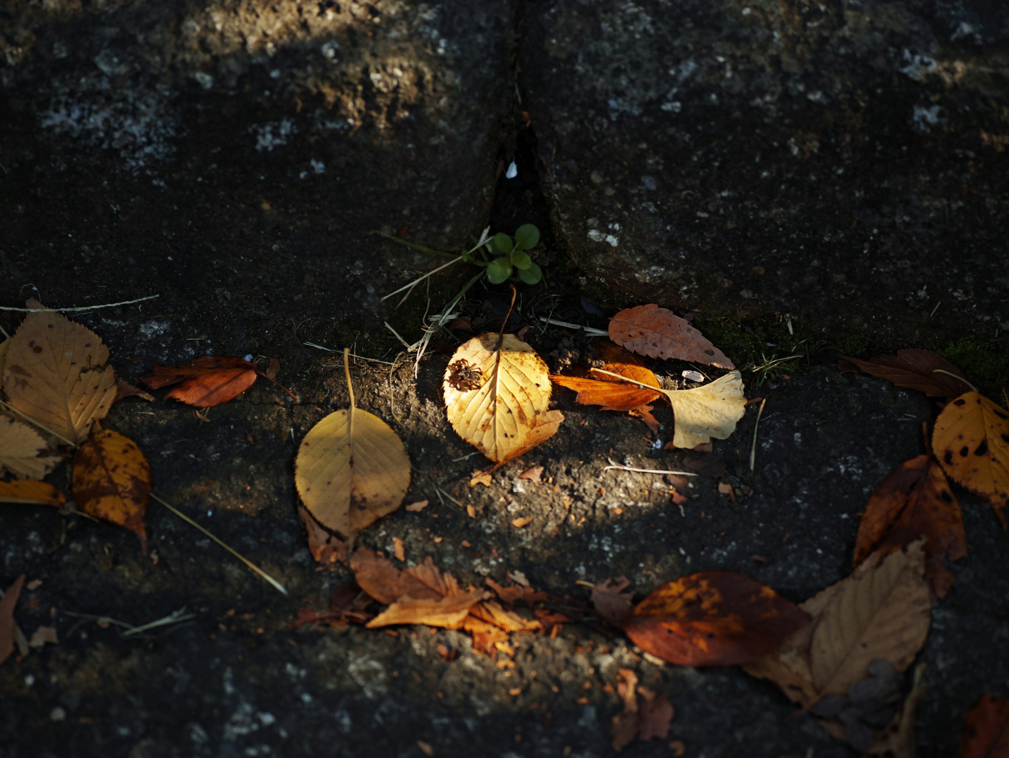 Stone surrounded by autumn leaves and small plants on a dark ground