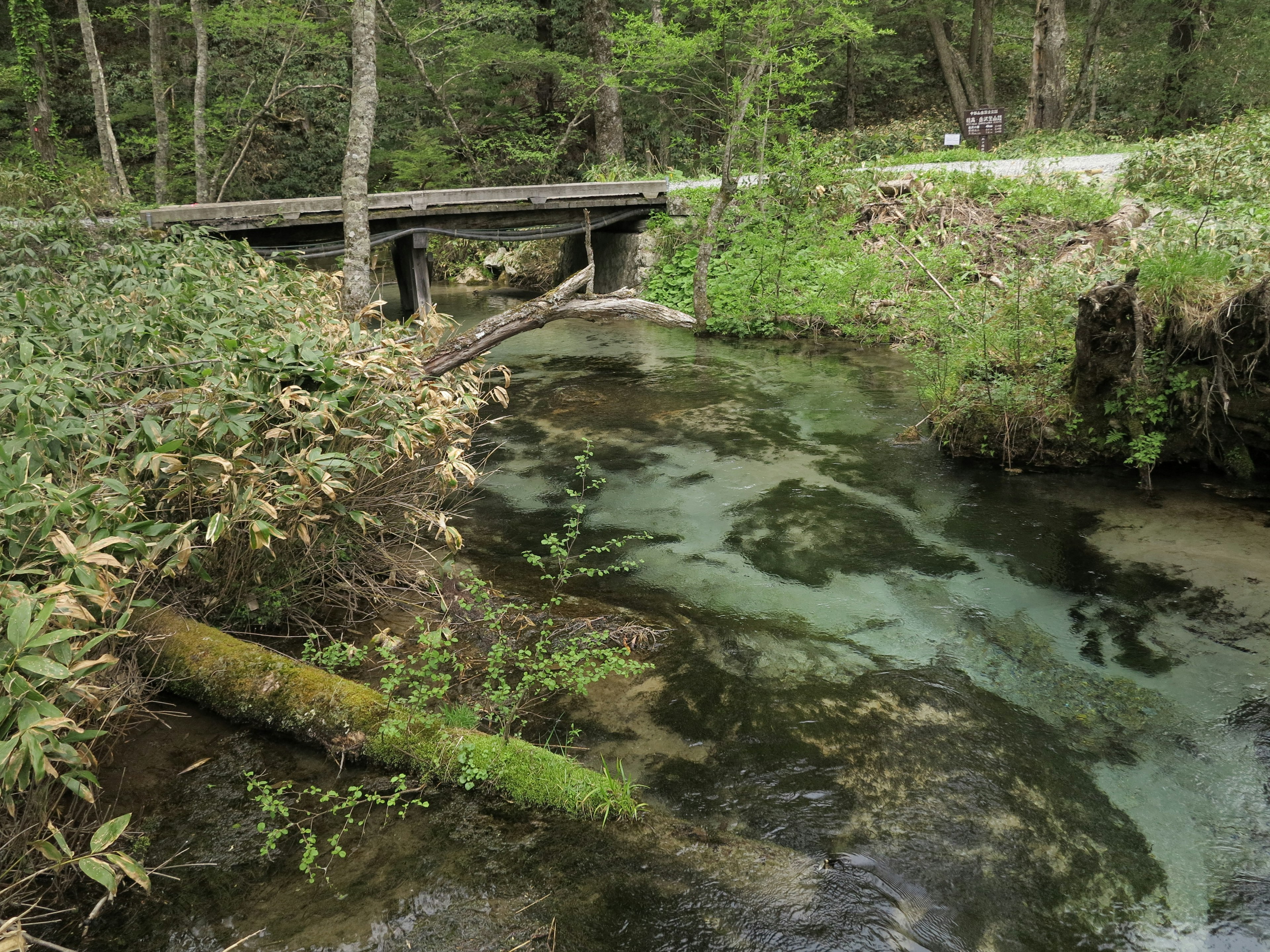 Vue pittoresque d'un ruisseau avec un pont en bois dans une forêt verte