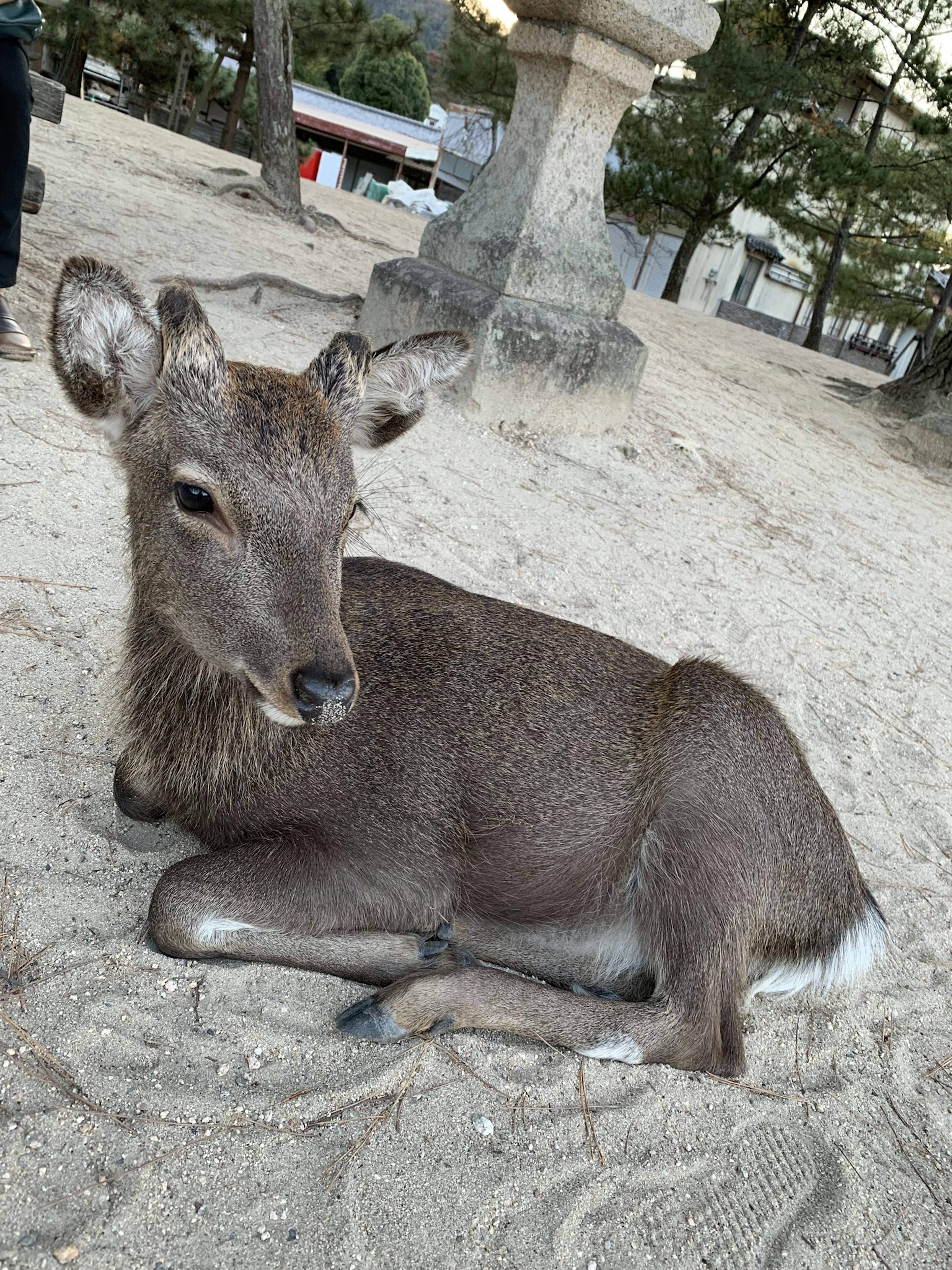 砂の上に横たわる子鹿の姿周囲の木々と静かな環境