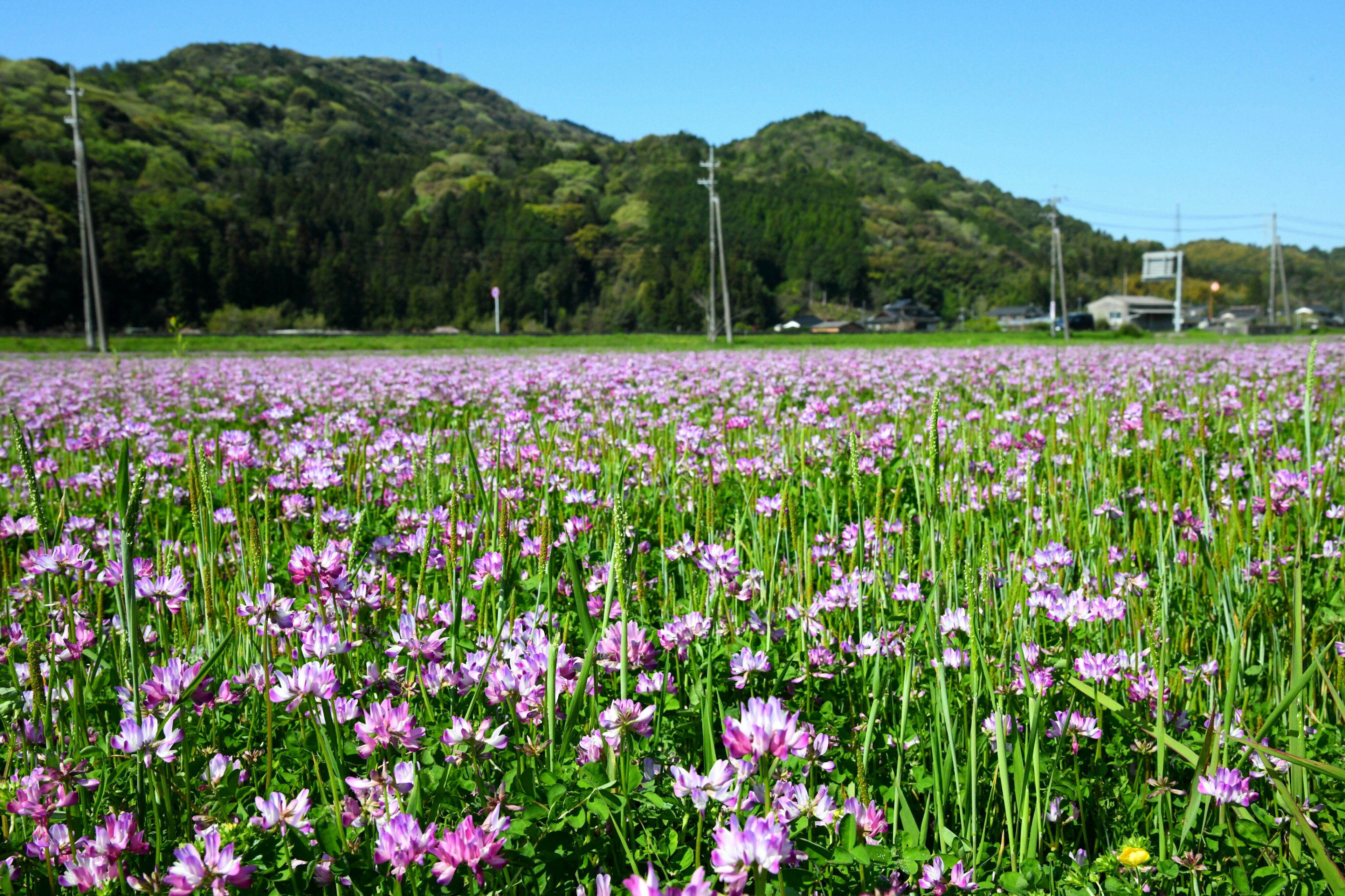 紫色の花が咲く広い野原と山々の風景