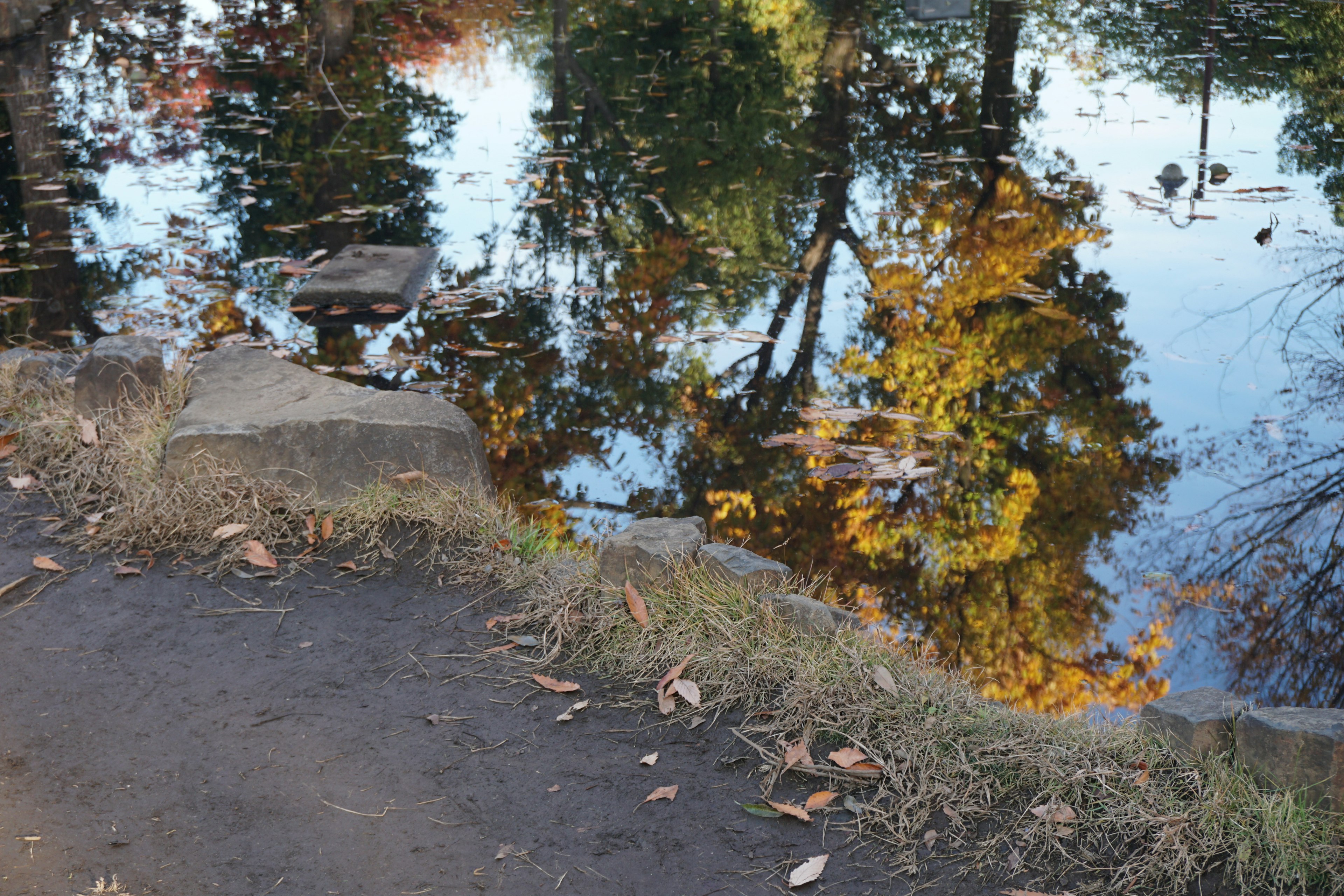 Riflesso degli alberi autunnali sulla superficie dell'acqua con un paesaggio tranquillo