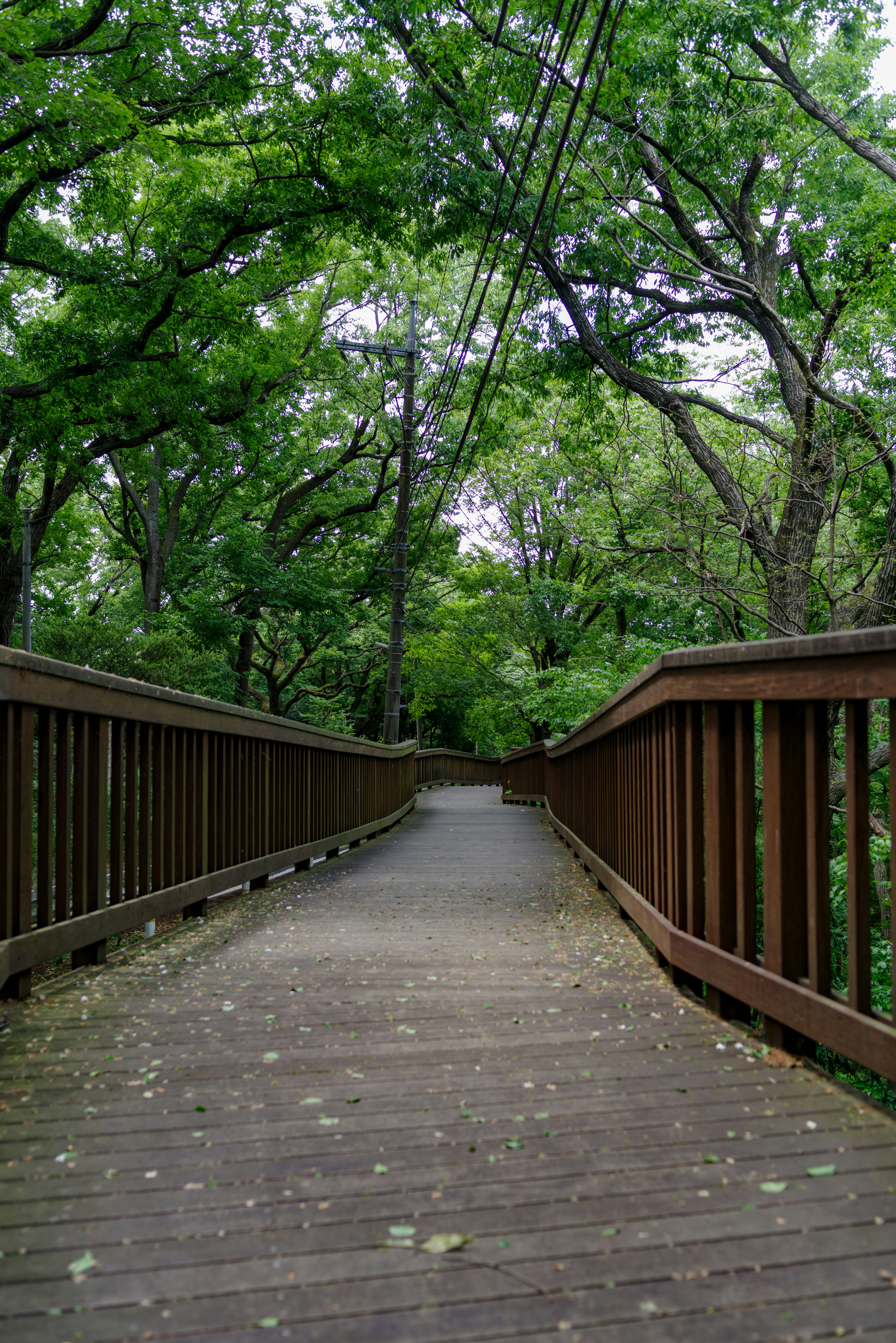 Passerelle en bois entourée d'arbres verts luxuriants