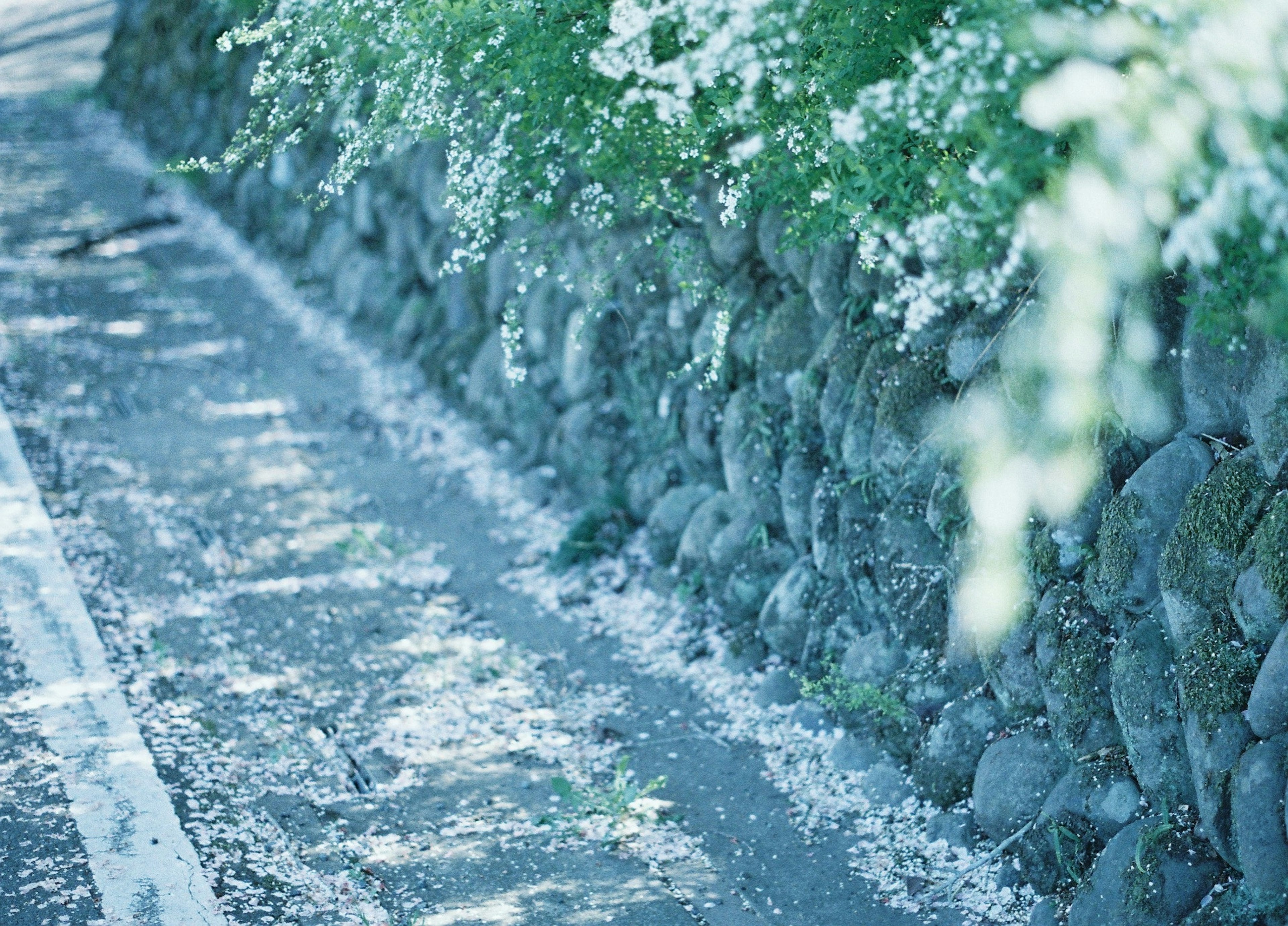 石の壁と白い花が咲いている道の風景