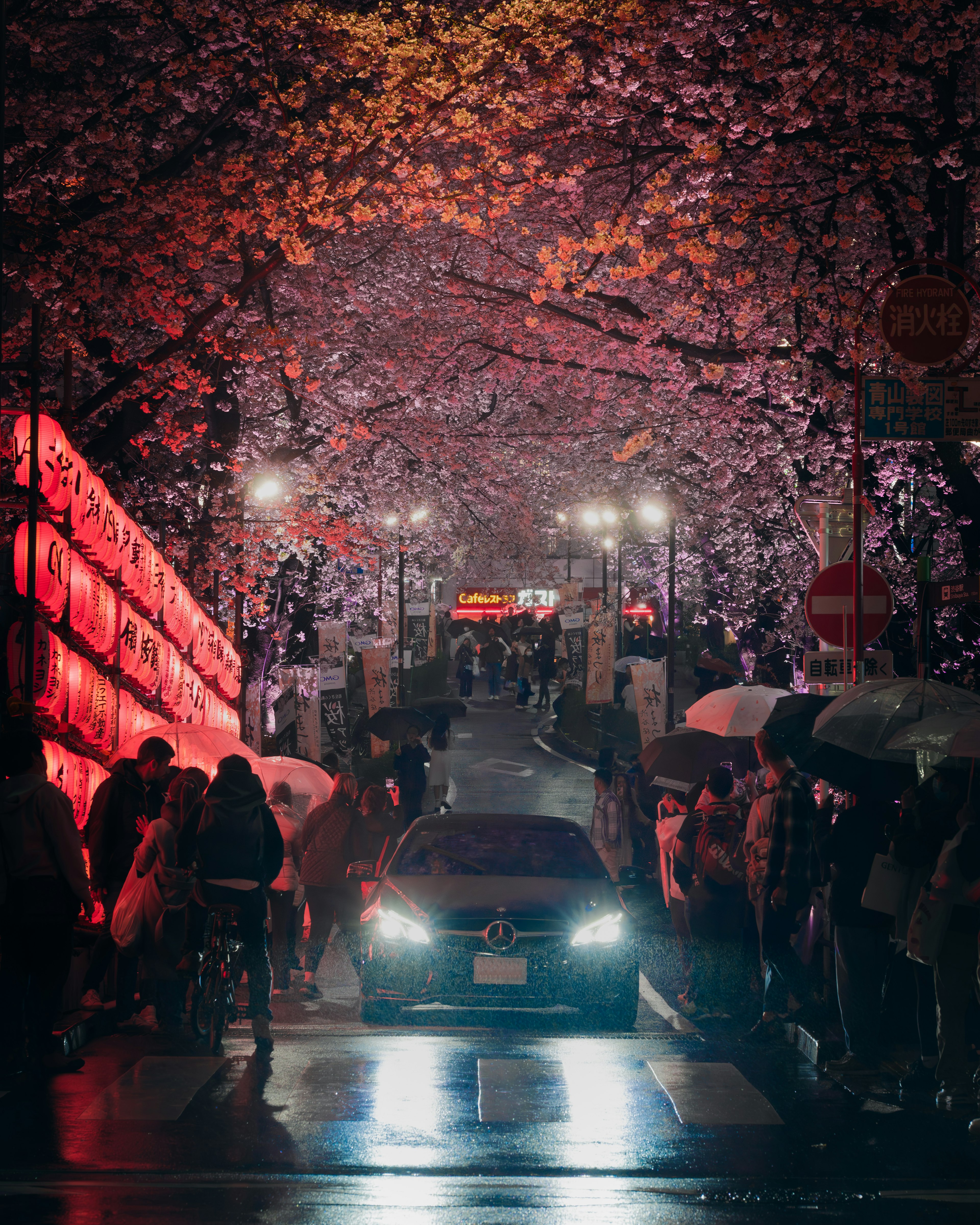 Coche que circula bajo cerezos en flor con personas sosteniendo paraguas