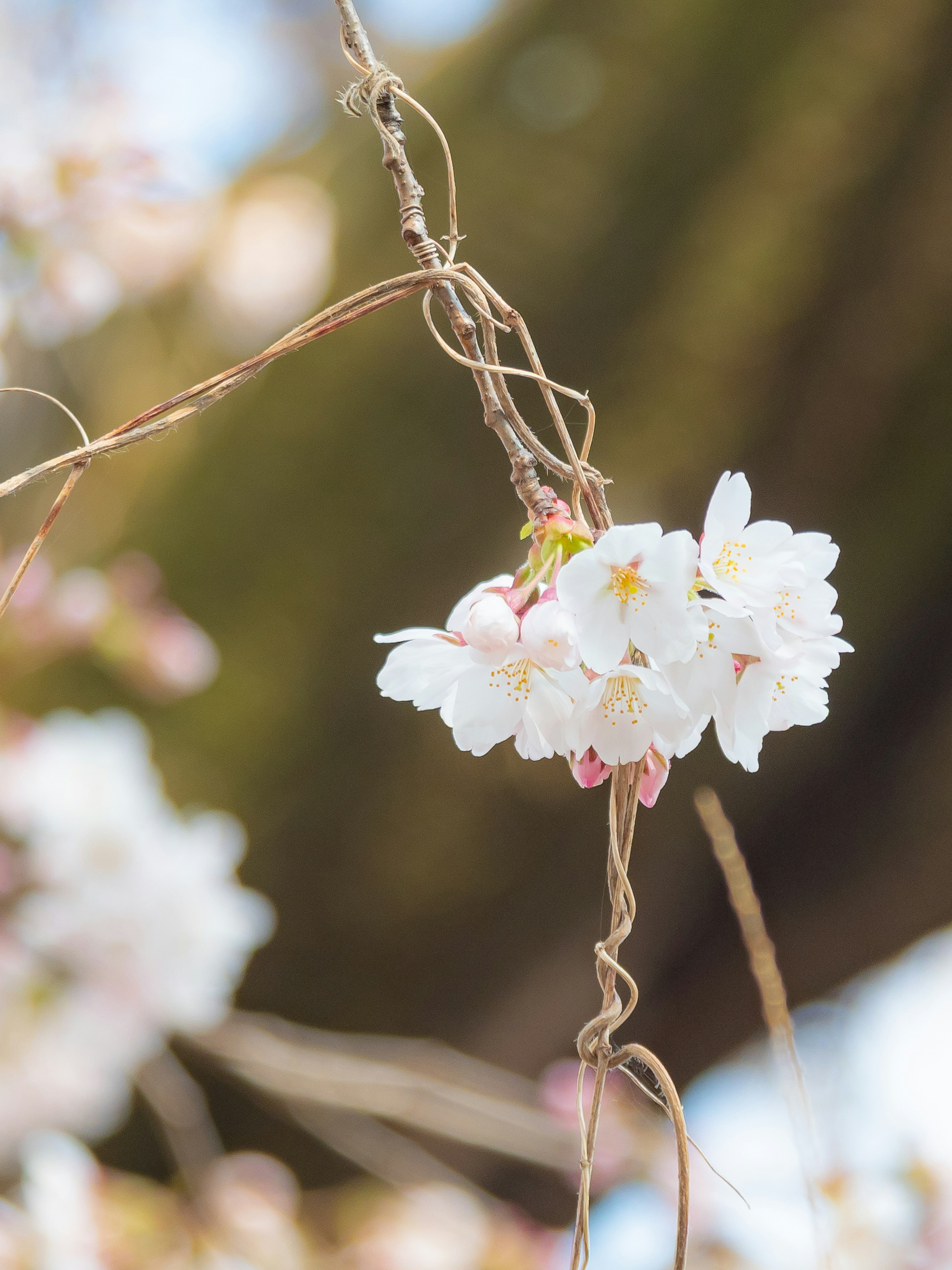 Gros plan sur des fleurs de cerisier entremêlées avec des tiges délicates