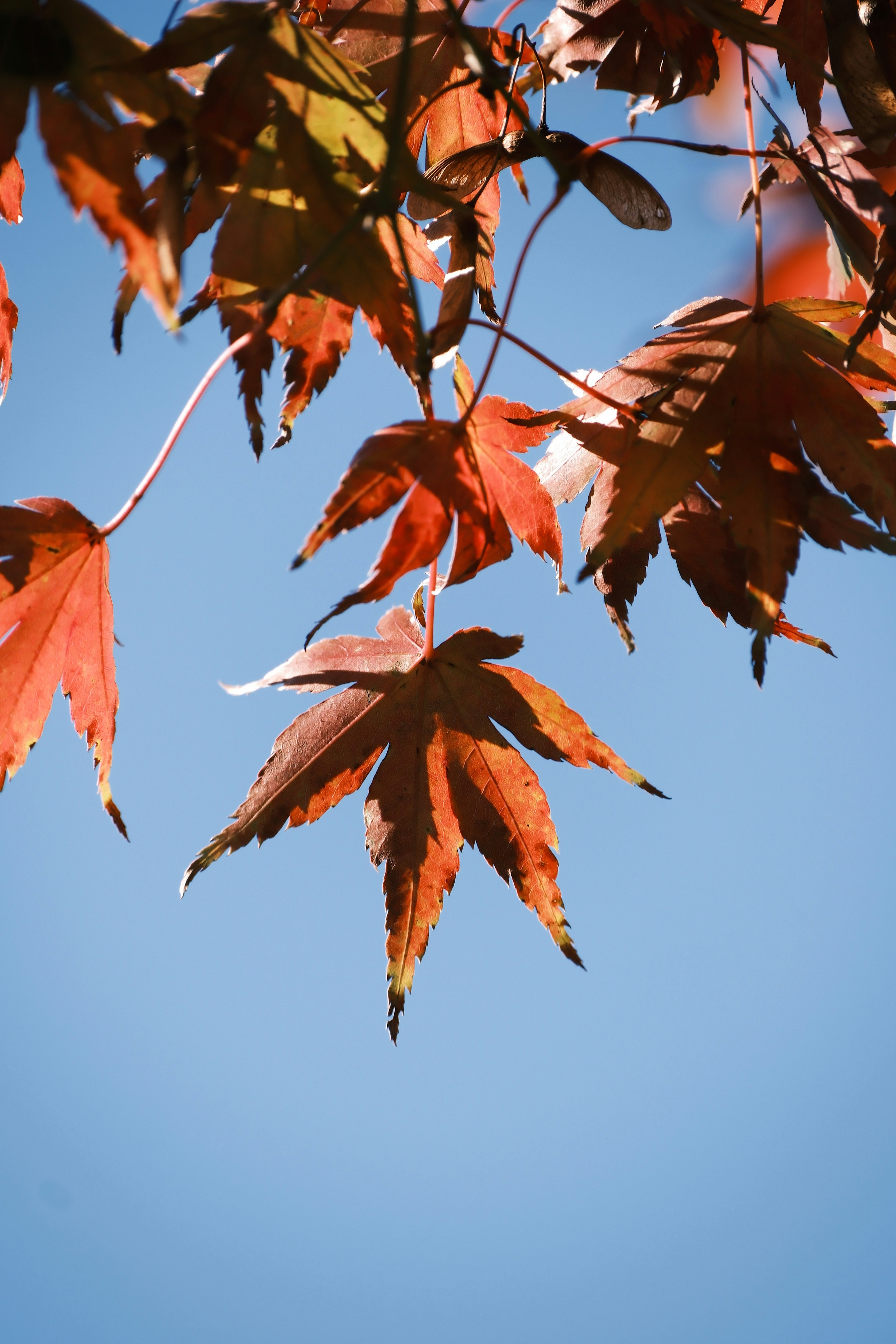 Maple leaves in vibrant autumn colors against a clear blue sky