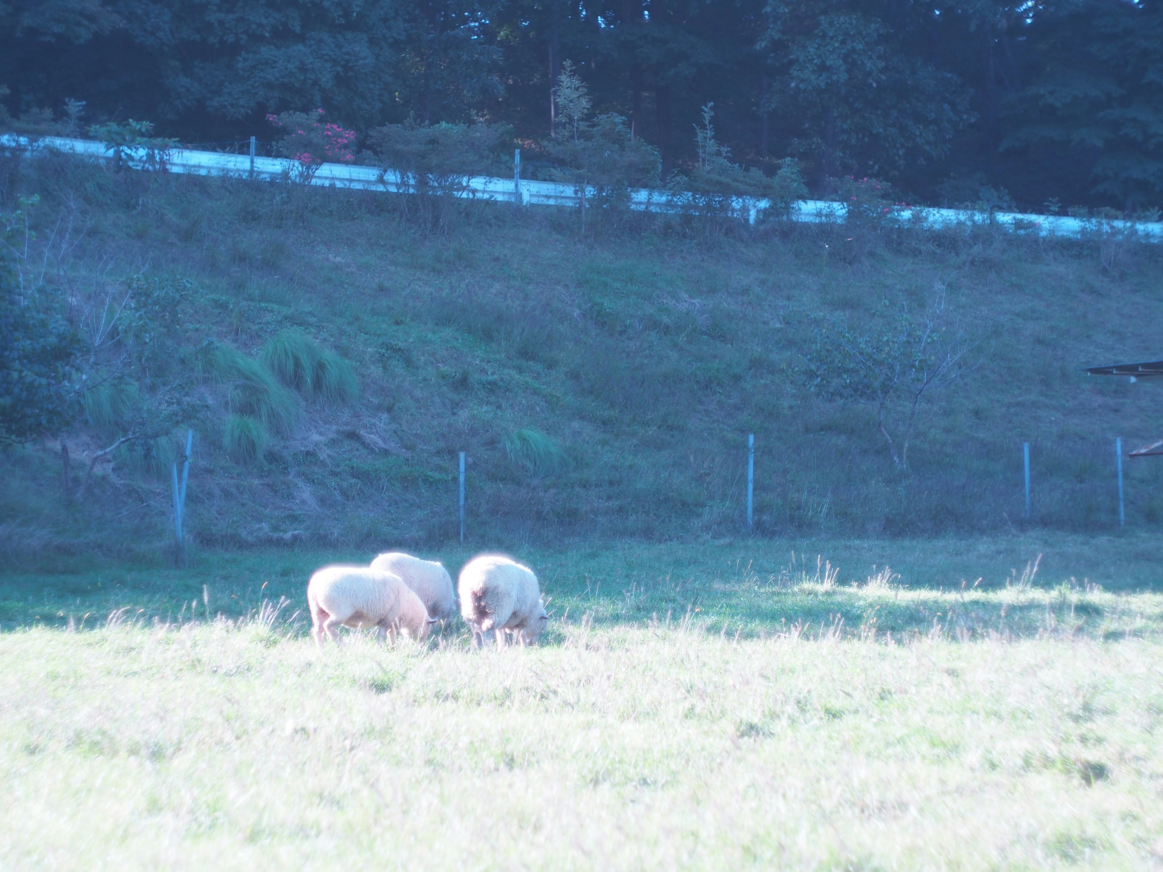 A group of sheep grazing in a meadow