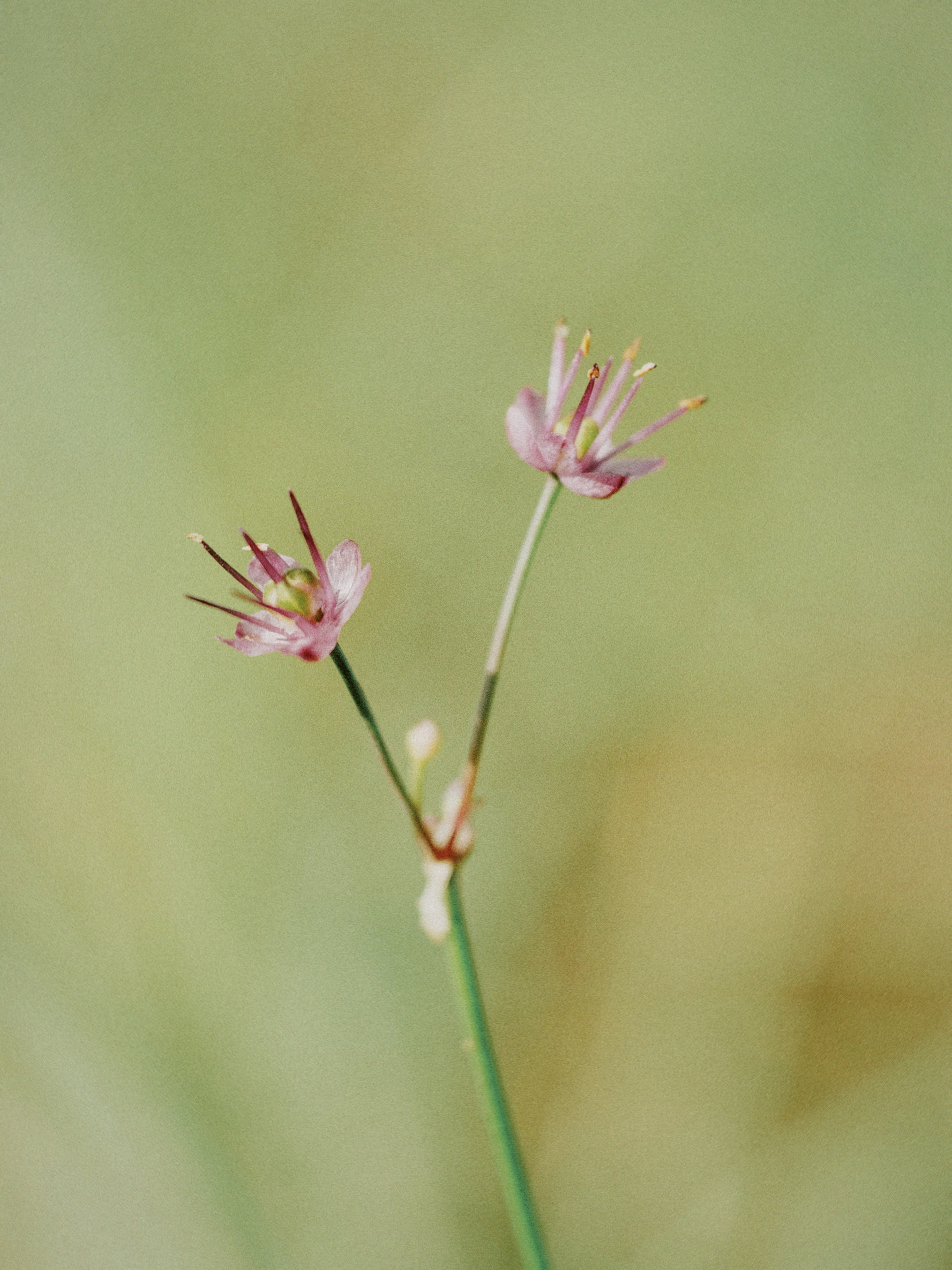 薄い色合いの背景に咲く二つの小さなピンク色の花が特徴的