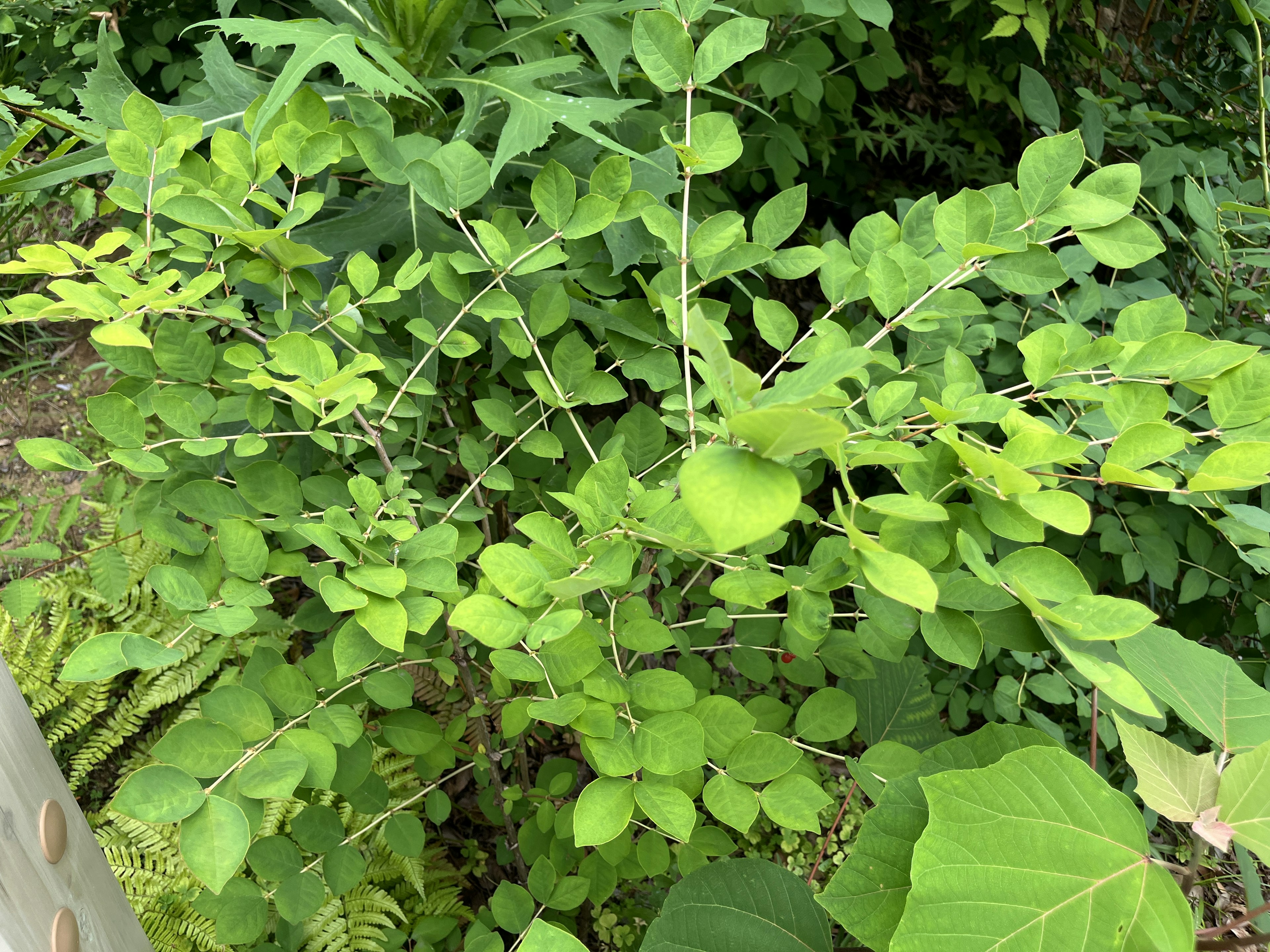 A lush plant with vibrant green leaves spreading out