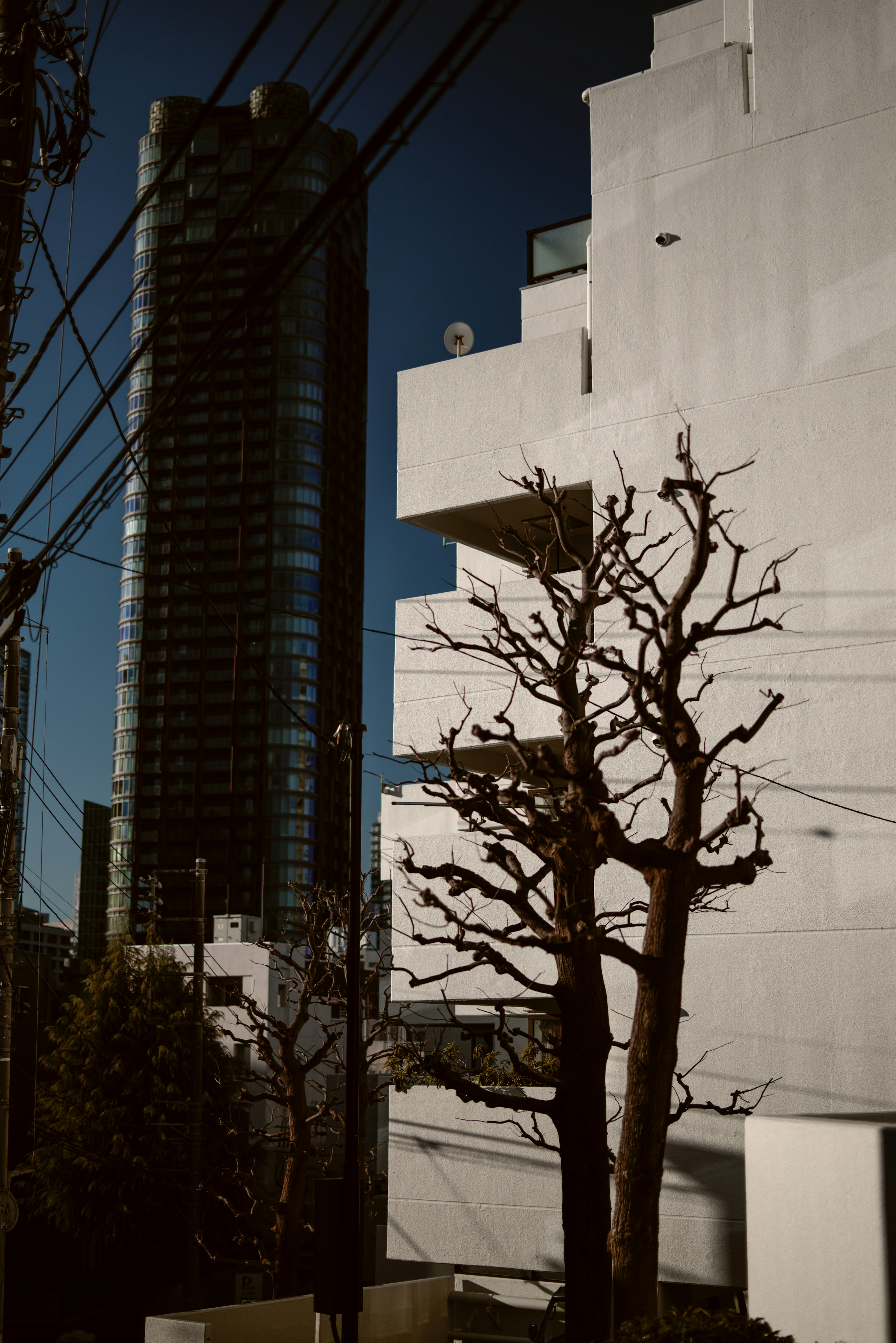 Escena urbana con un edificio alto y arquitectura blanca con un árbol seco