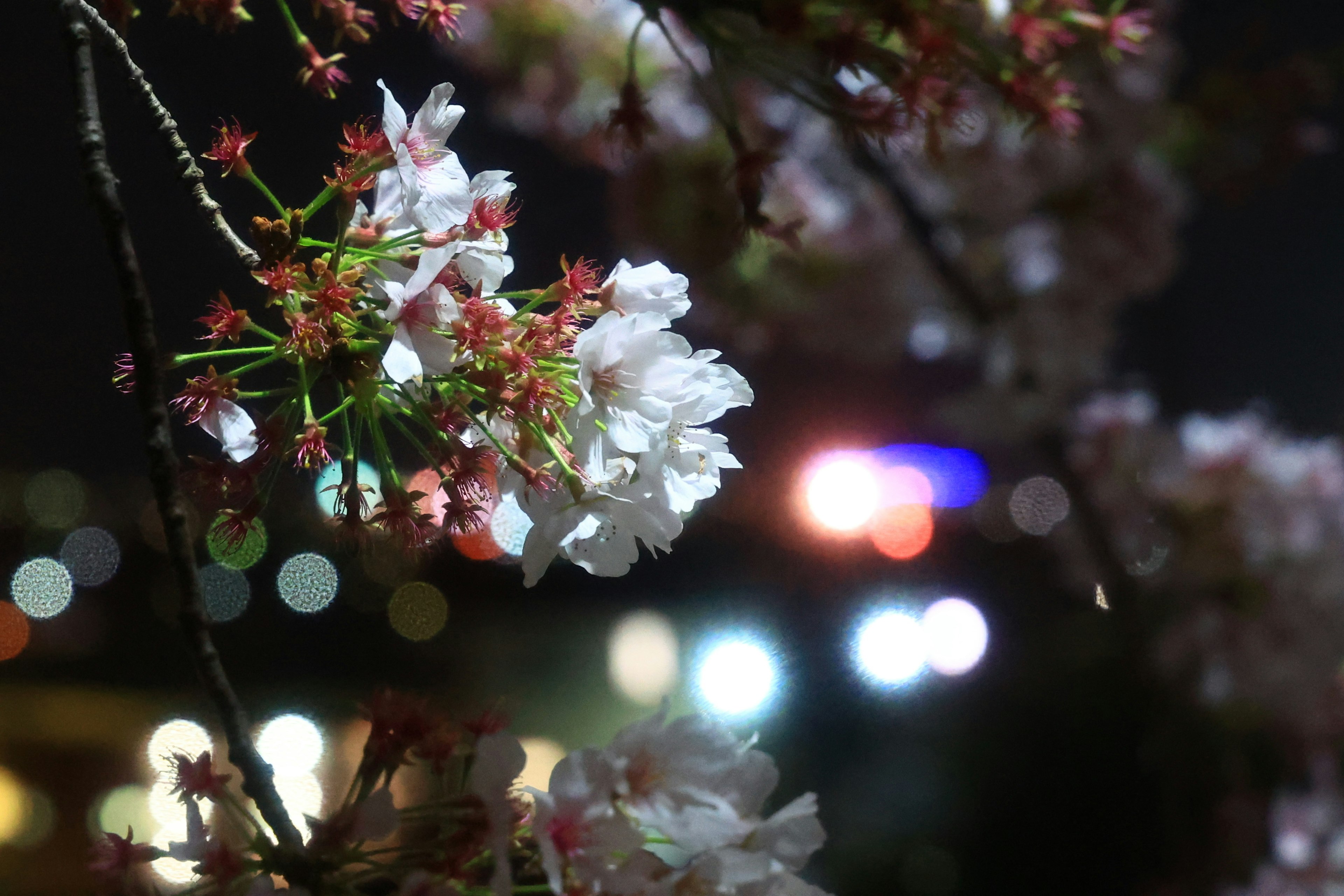 Flores de cerezo de noche con luces borrosas de fondo