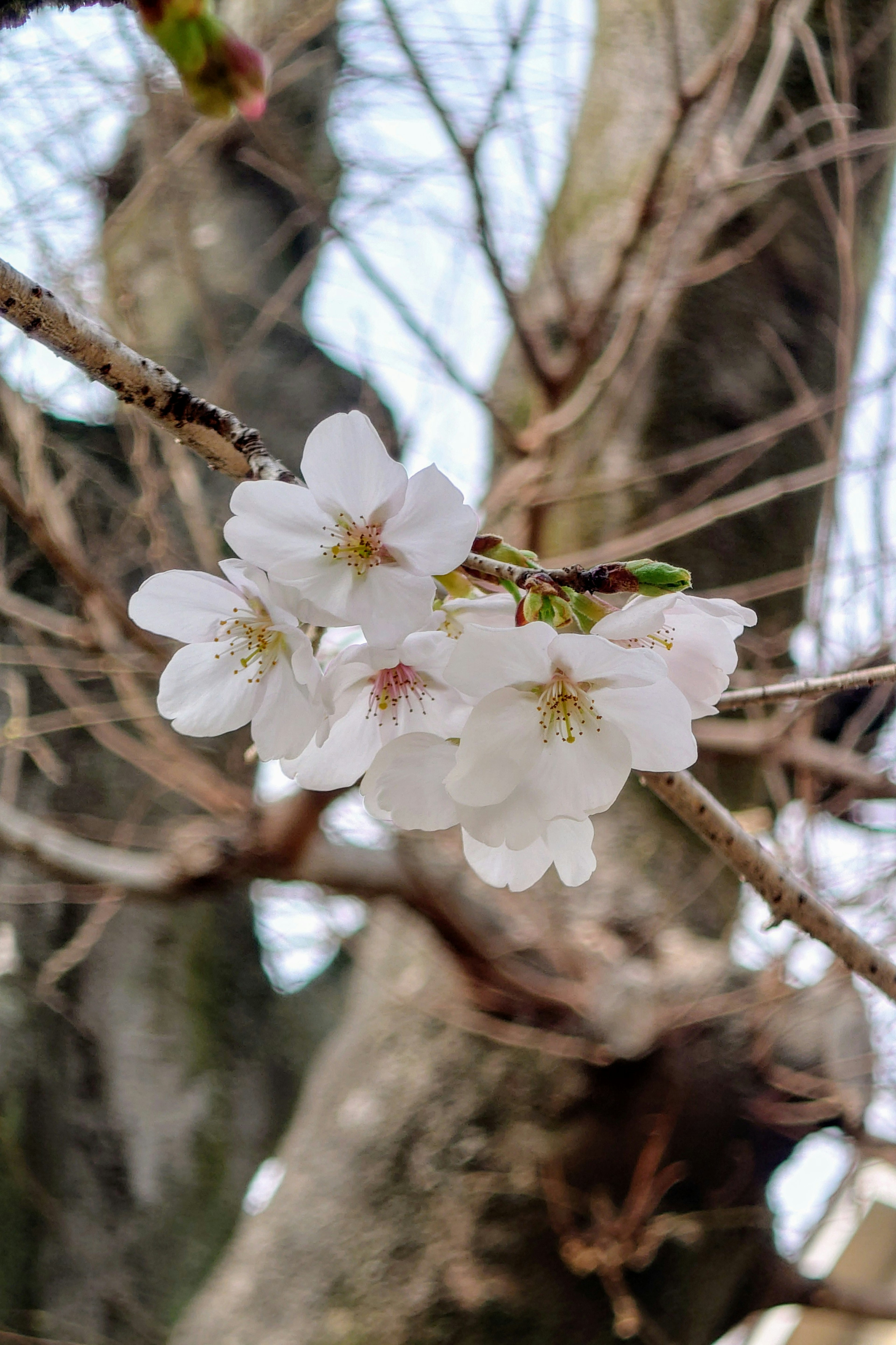 Primo piano di fiori di ciliegio su un ramo