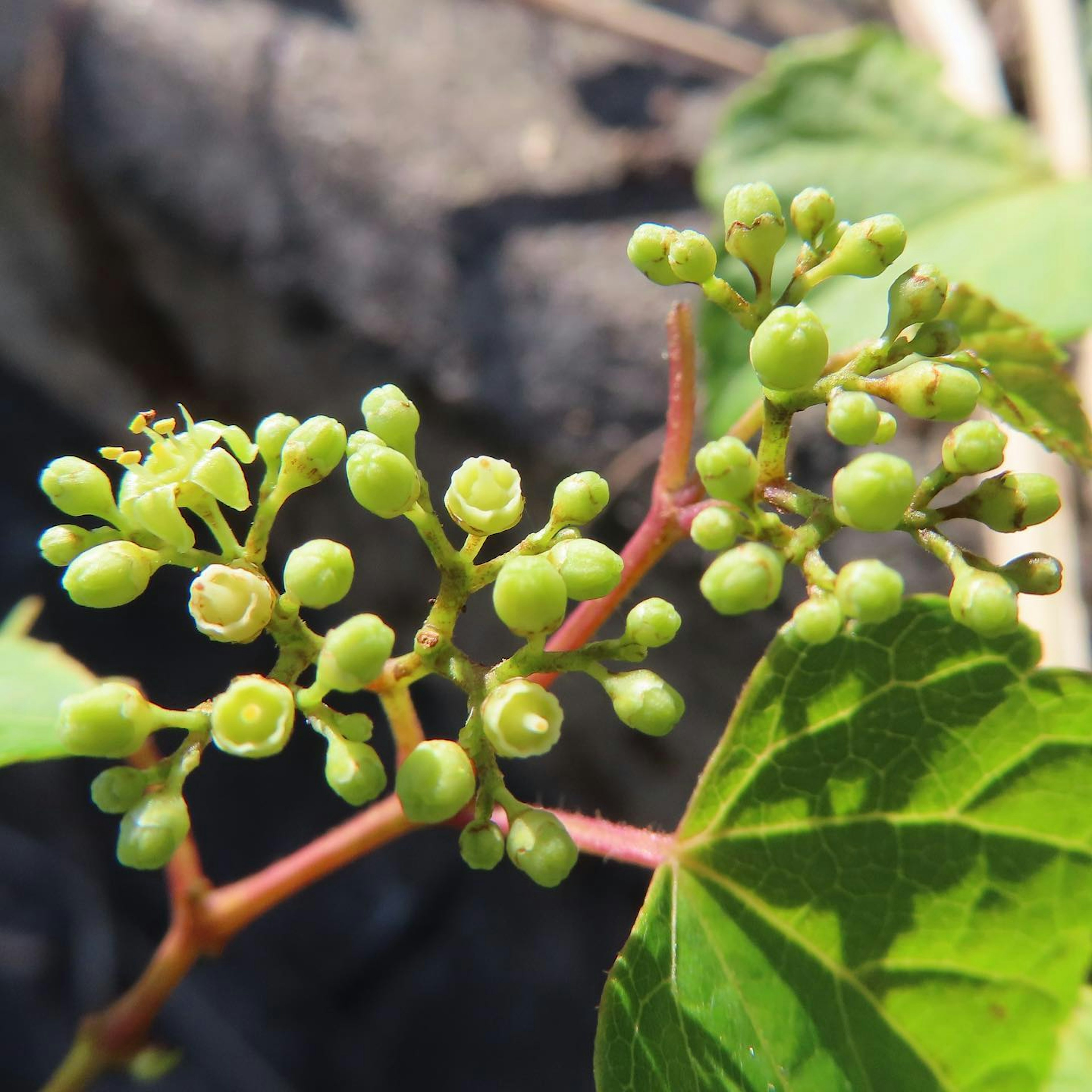 Zweig einer Rebe mit kleinen grünen Beeren