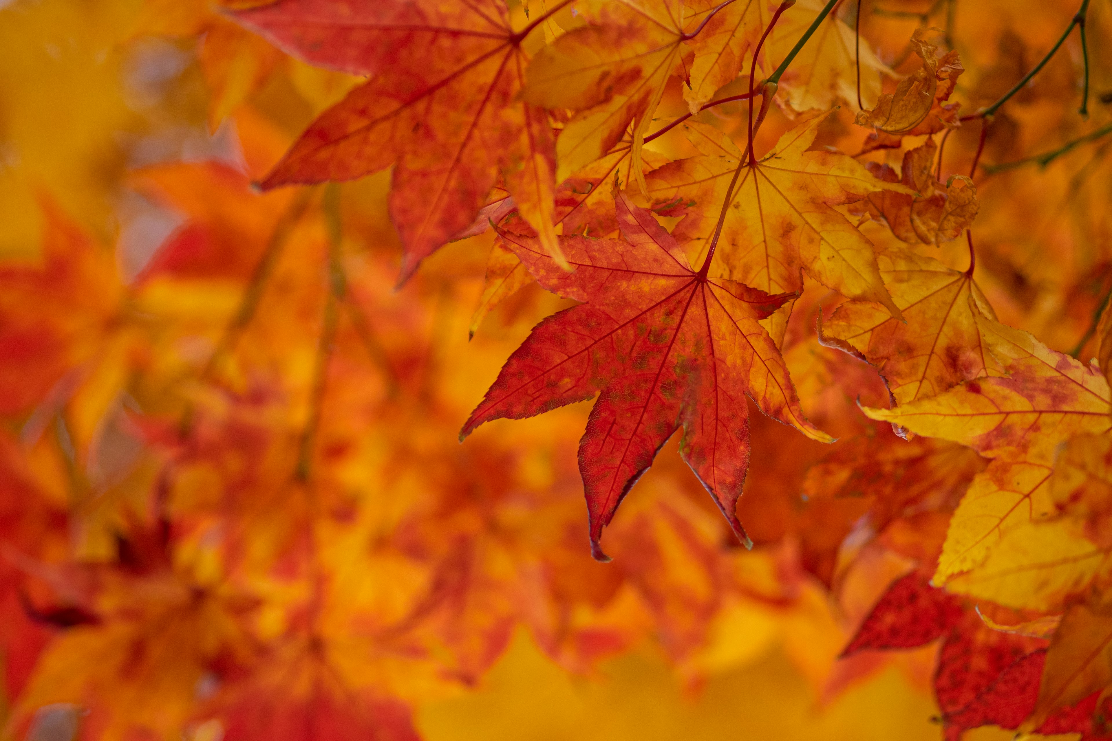 Gros plan sur des feuilles d'automne orange et rouges vives