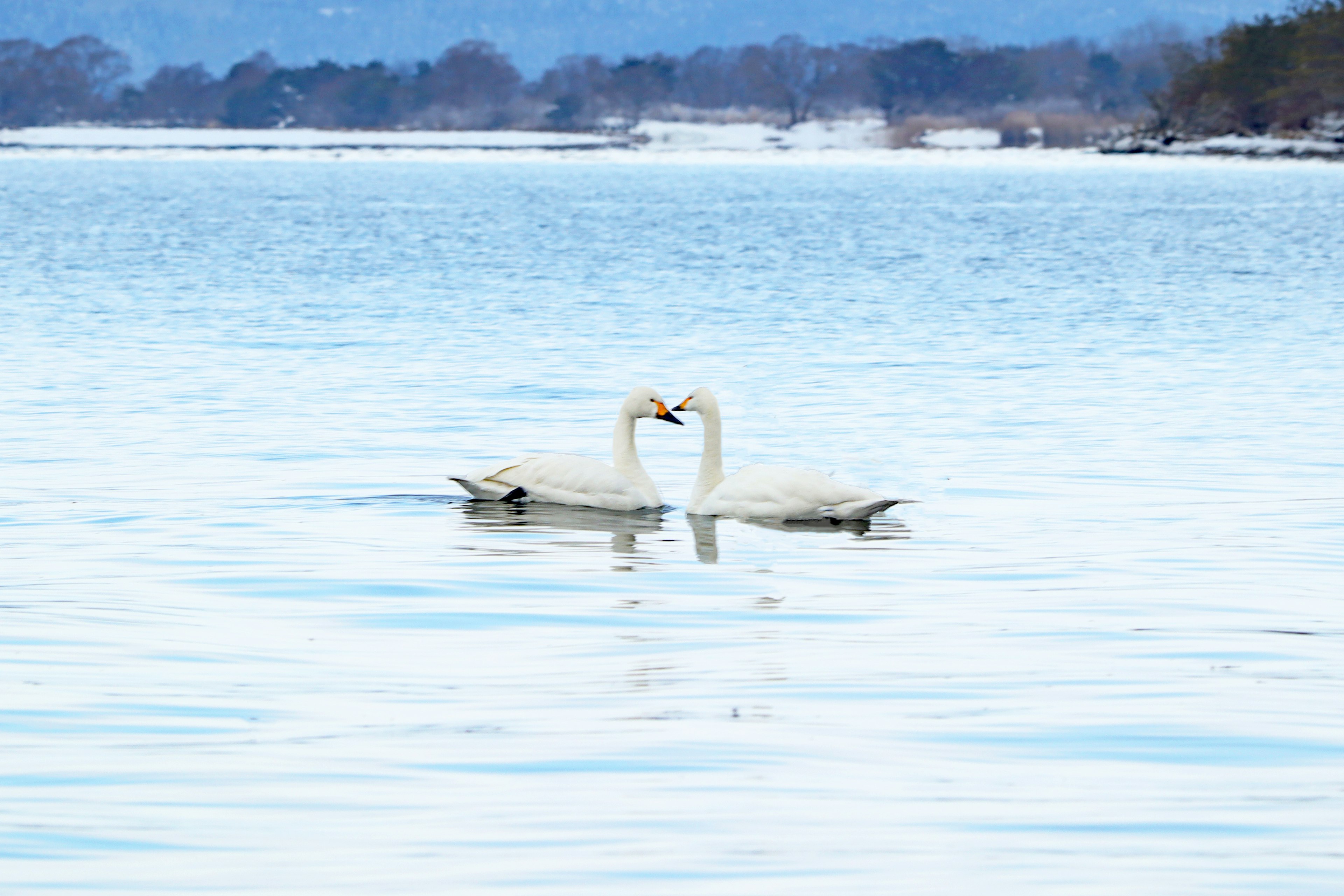 Two swans on the water intertwining their necks in a display of affection