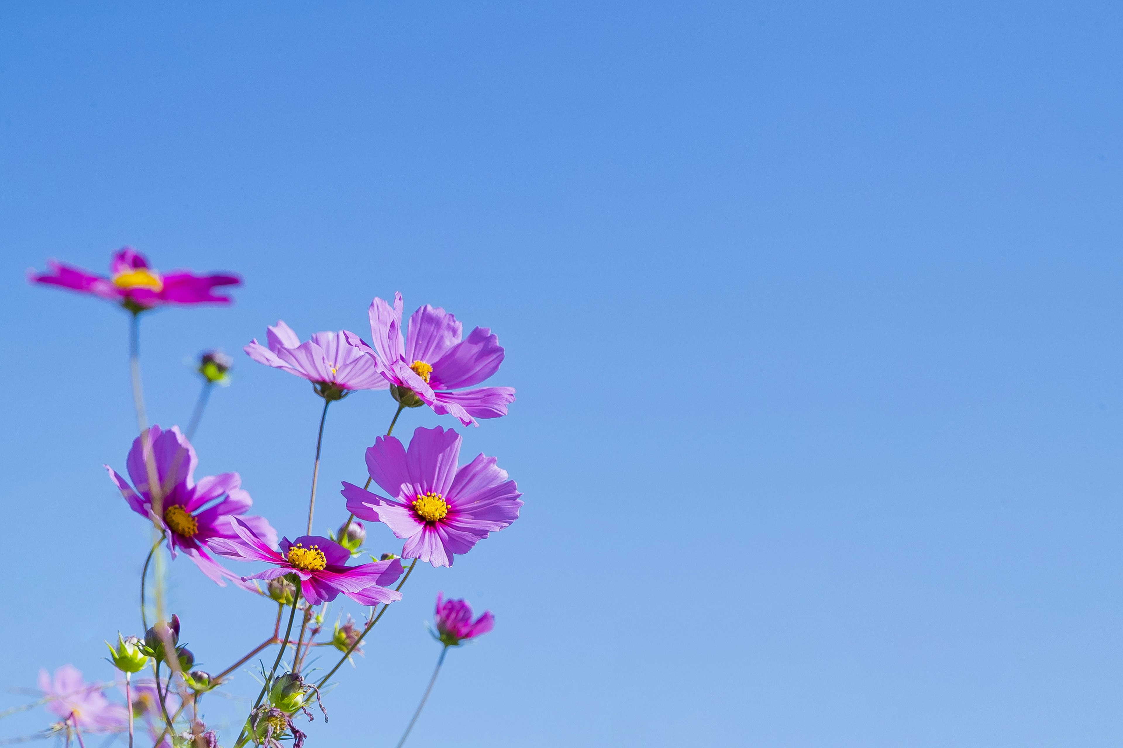 Flores de cosmos rosadas floreciendo bajo un cielo azul claro