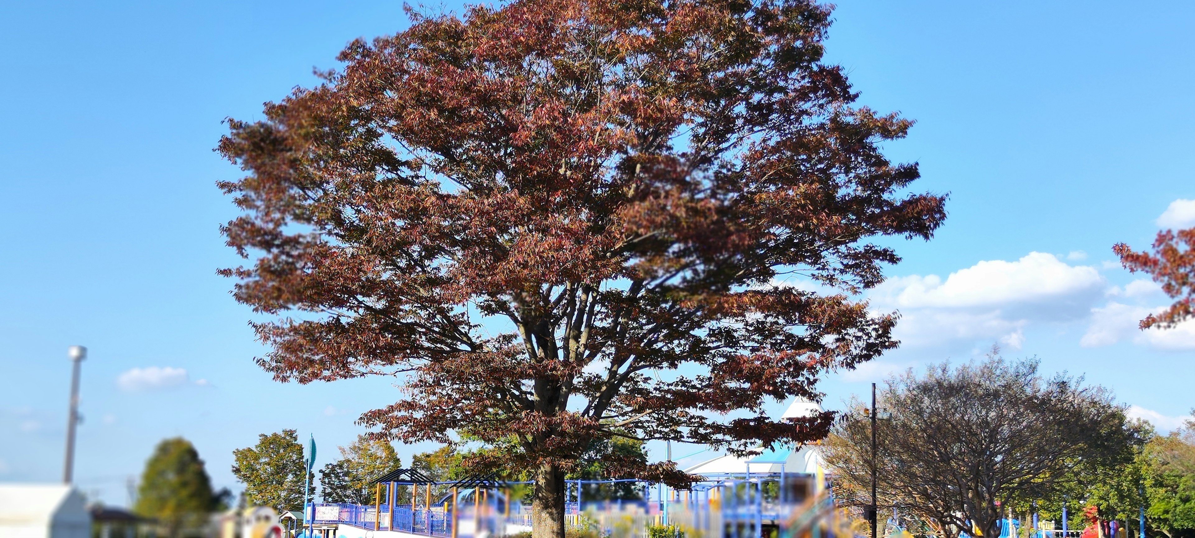 青空の下に立つ紅葉した木と周囲の風景