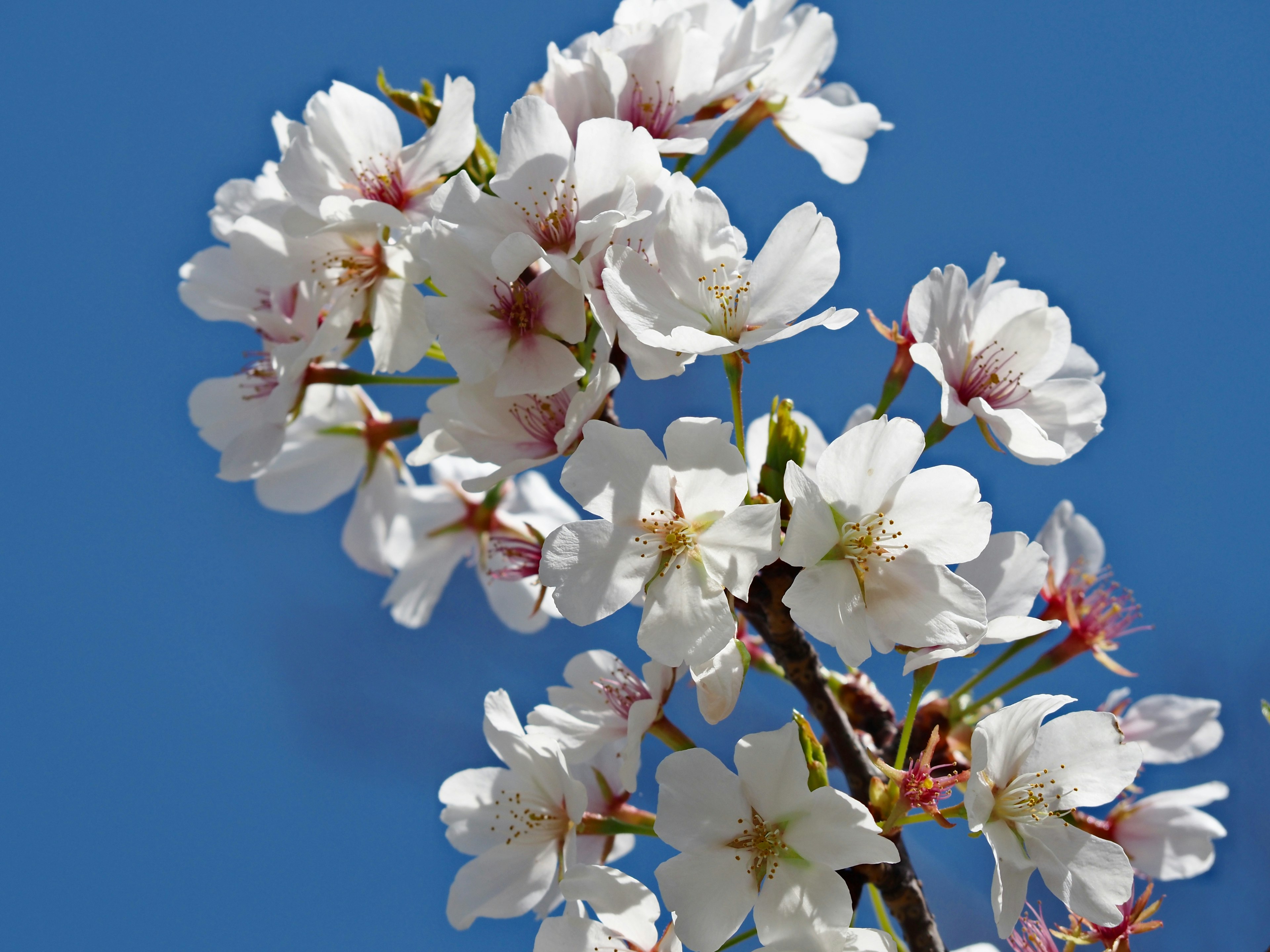 Gros plan de fleurs de cerisier blanches sur fond de ciel bleu