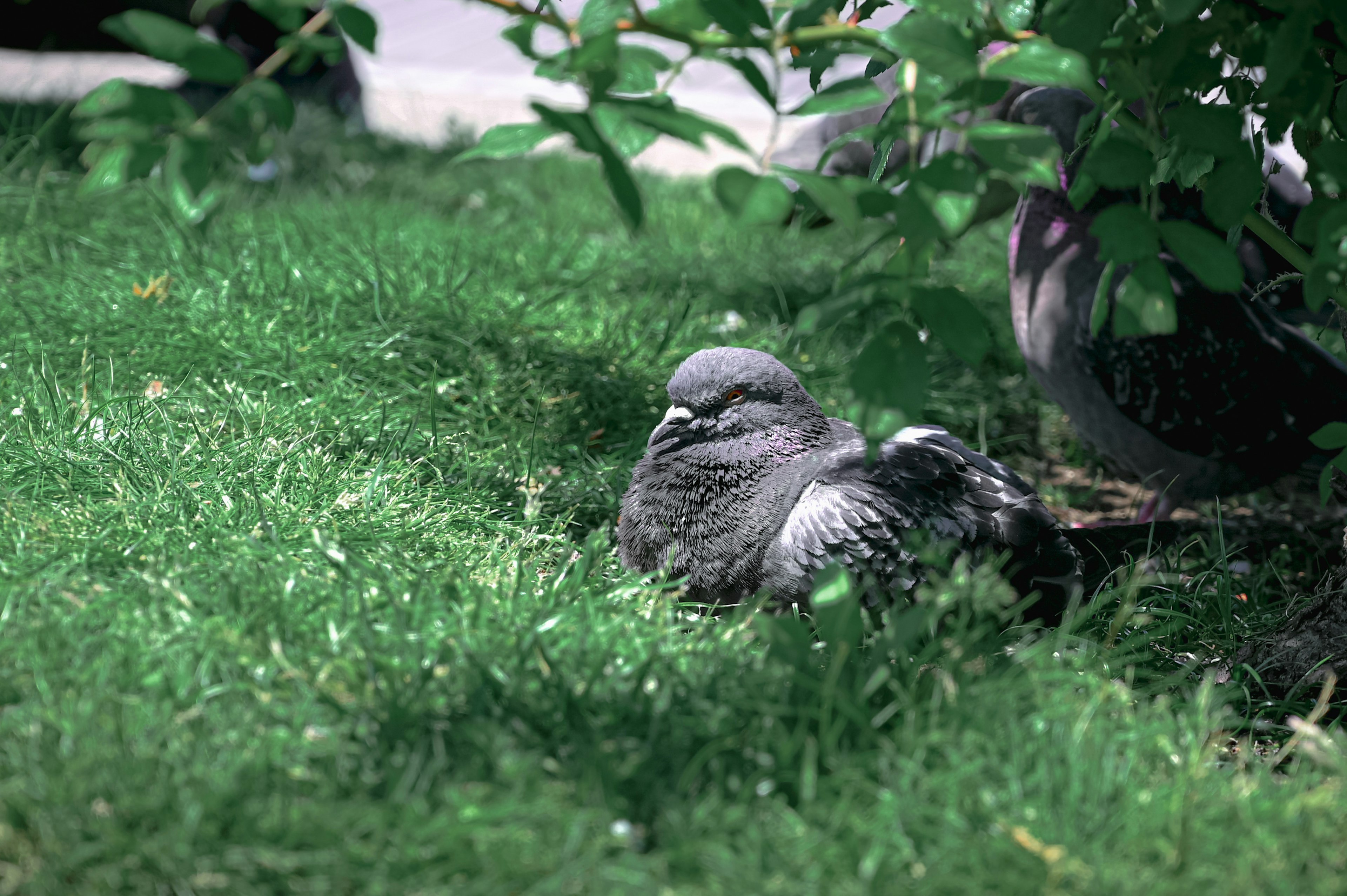 Pigeon gris se reposant sur l'herbe verte