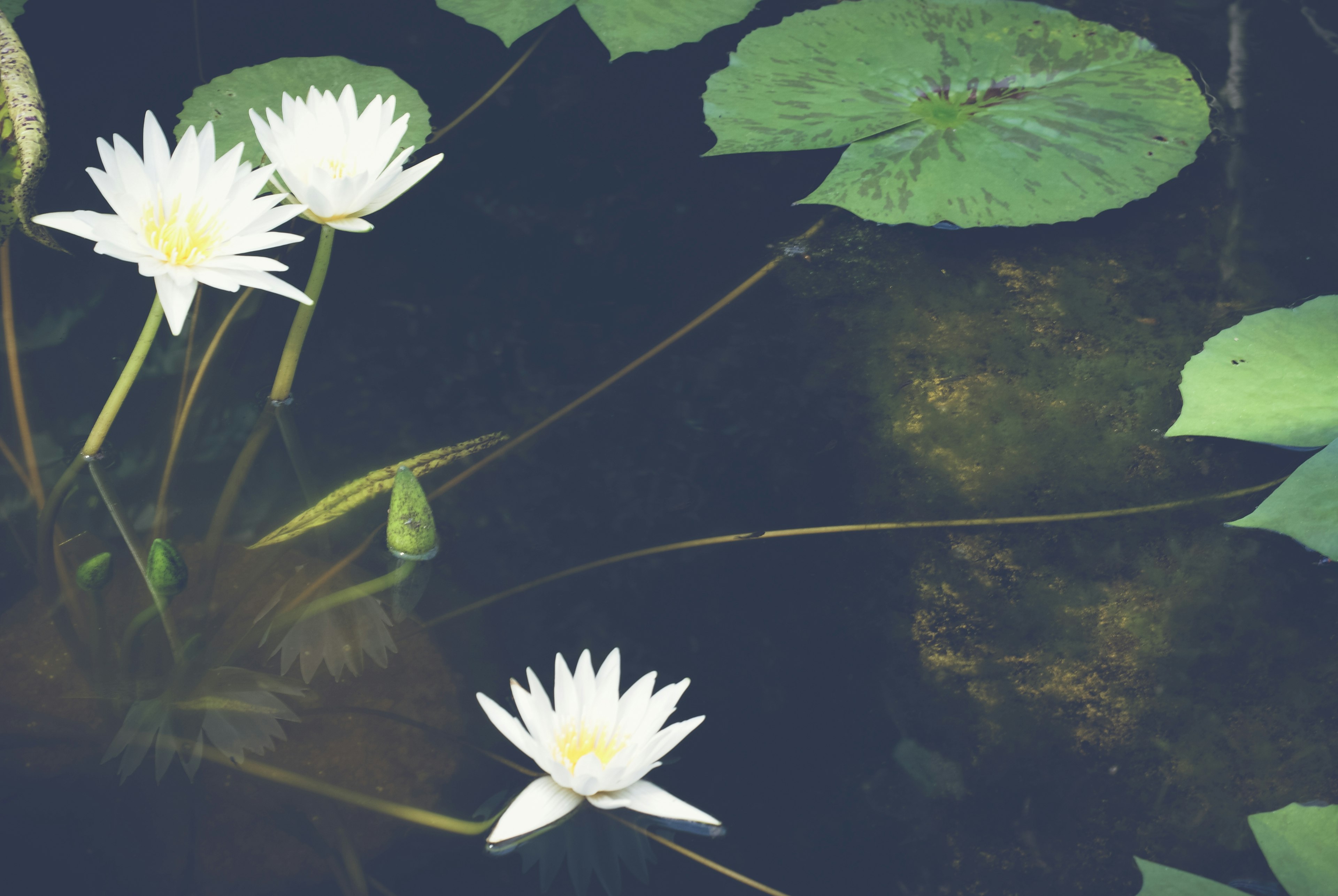 Hermosa escena de lirios blancos flotando en la superficie del agua con hojas verdes