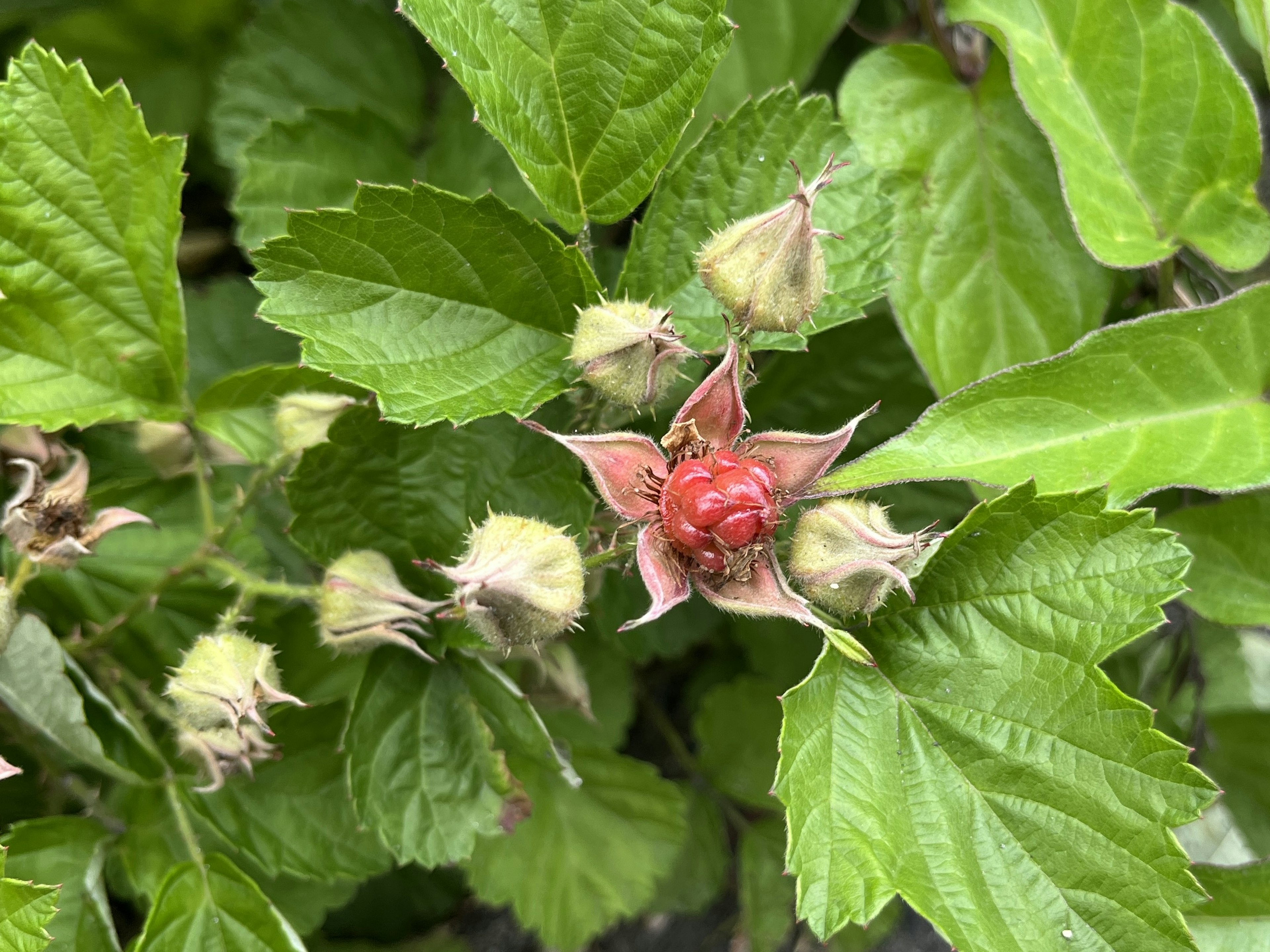 赤い実と緑の葉を持つ植物のクローズアップ