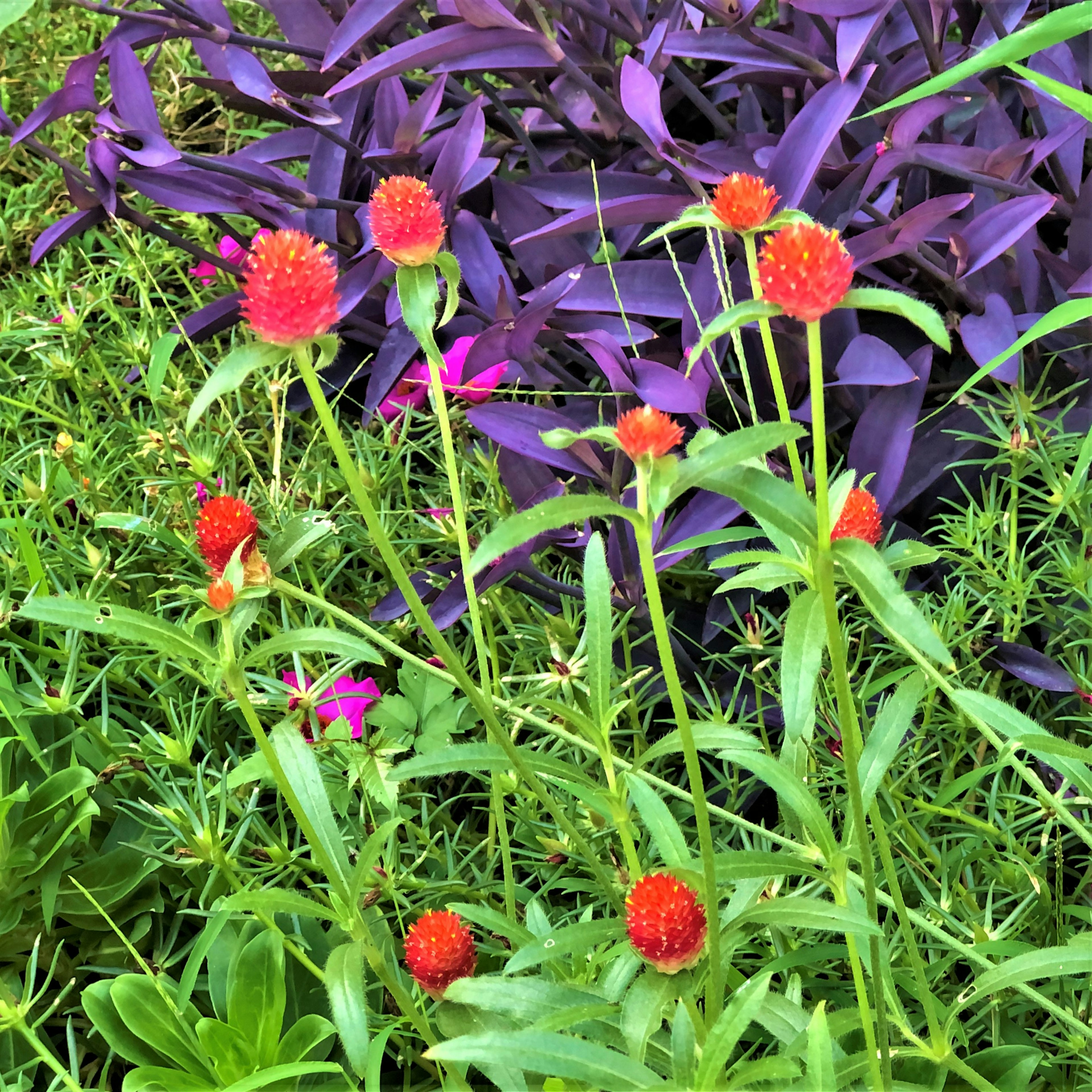 Grupo de flores rojas entre hojas verdes y plantas moradas