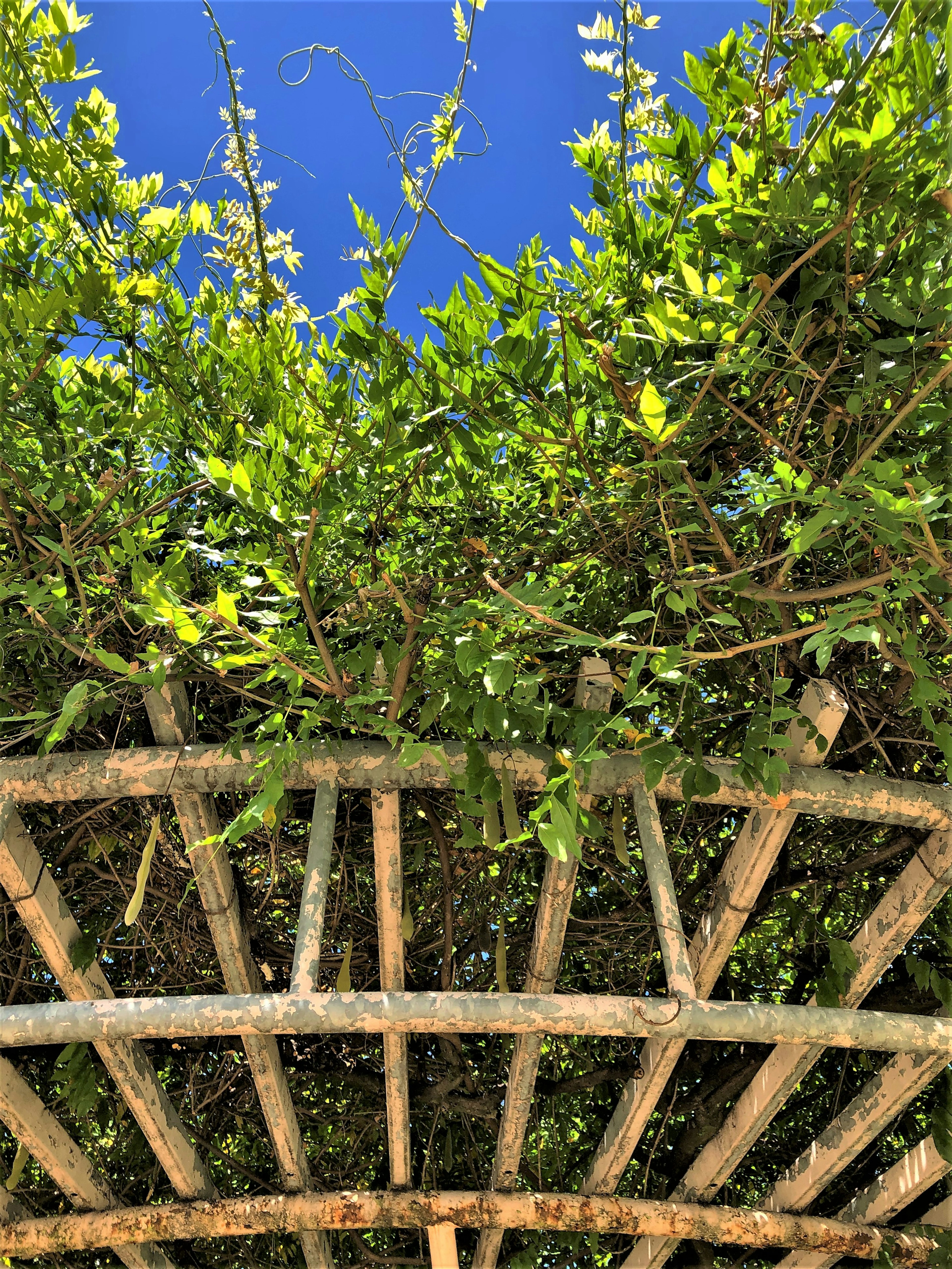 Feuilles vertes sous une arche en bois contre un ciel bleu