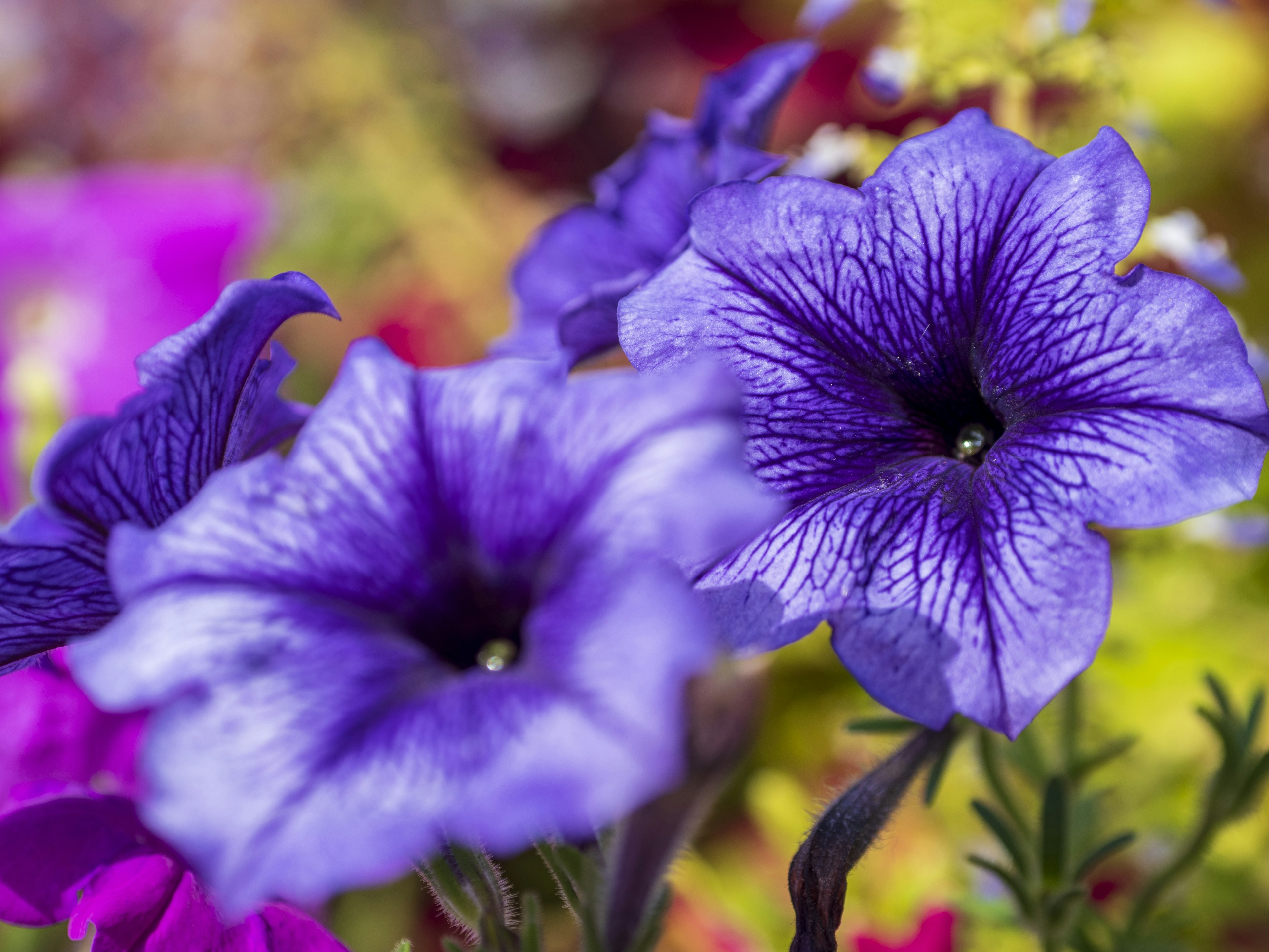 Vibrant purple petunia flowers with intricate veining in a colorful floral background