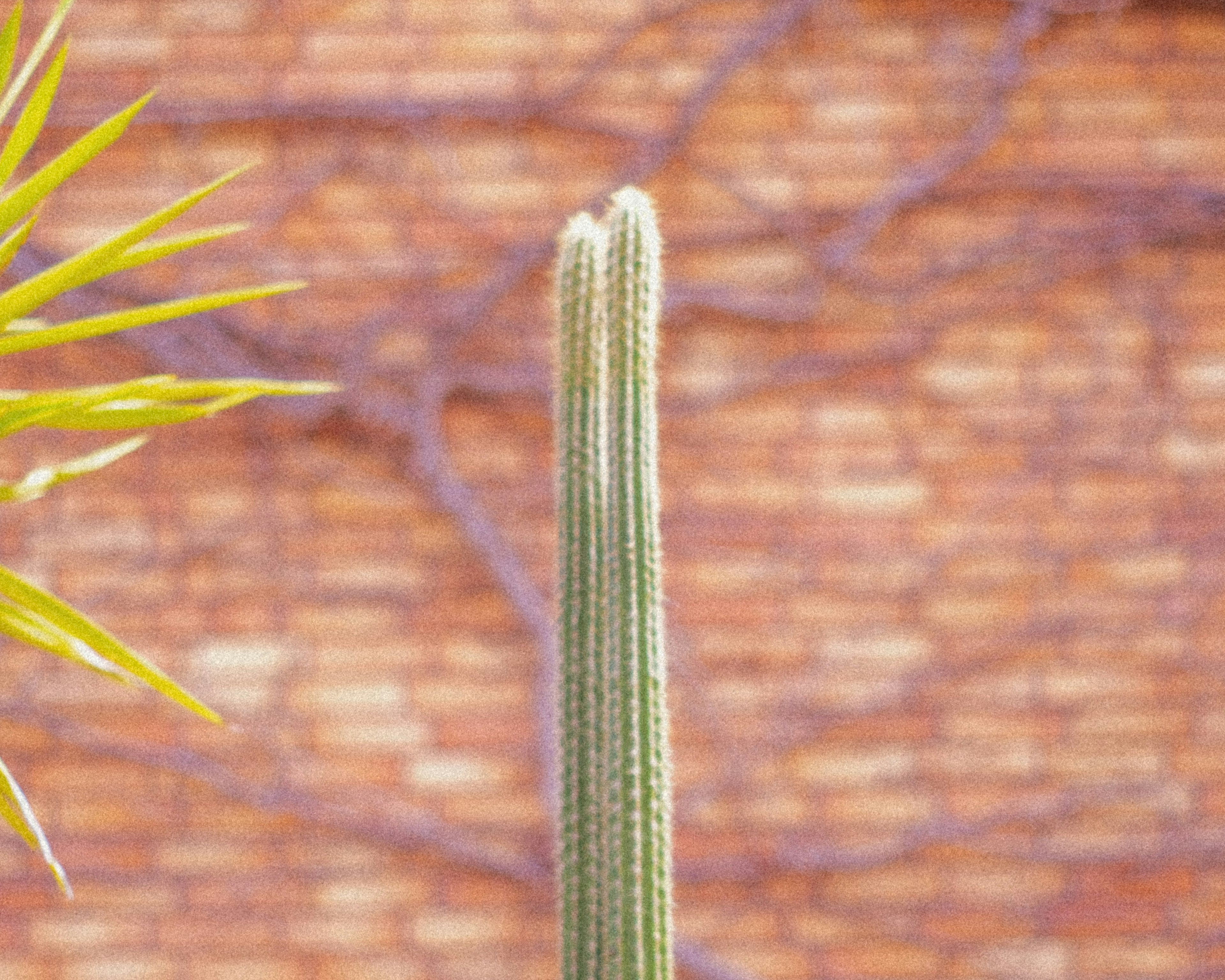 Un alto cactus verde frente a un fondo de ladrillos rojizos