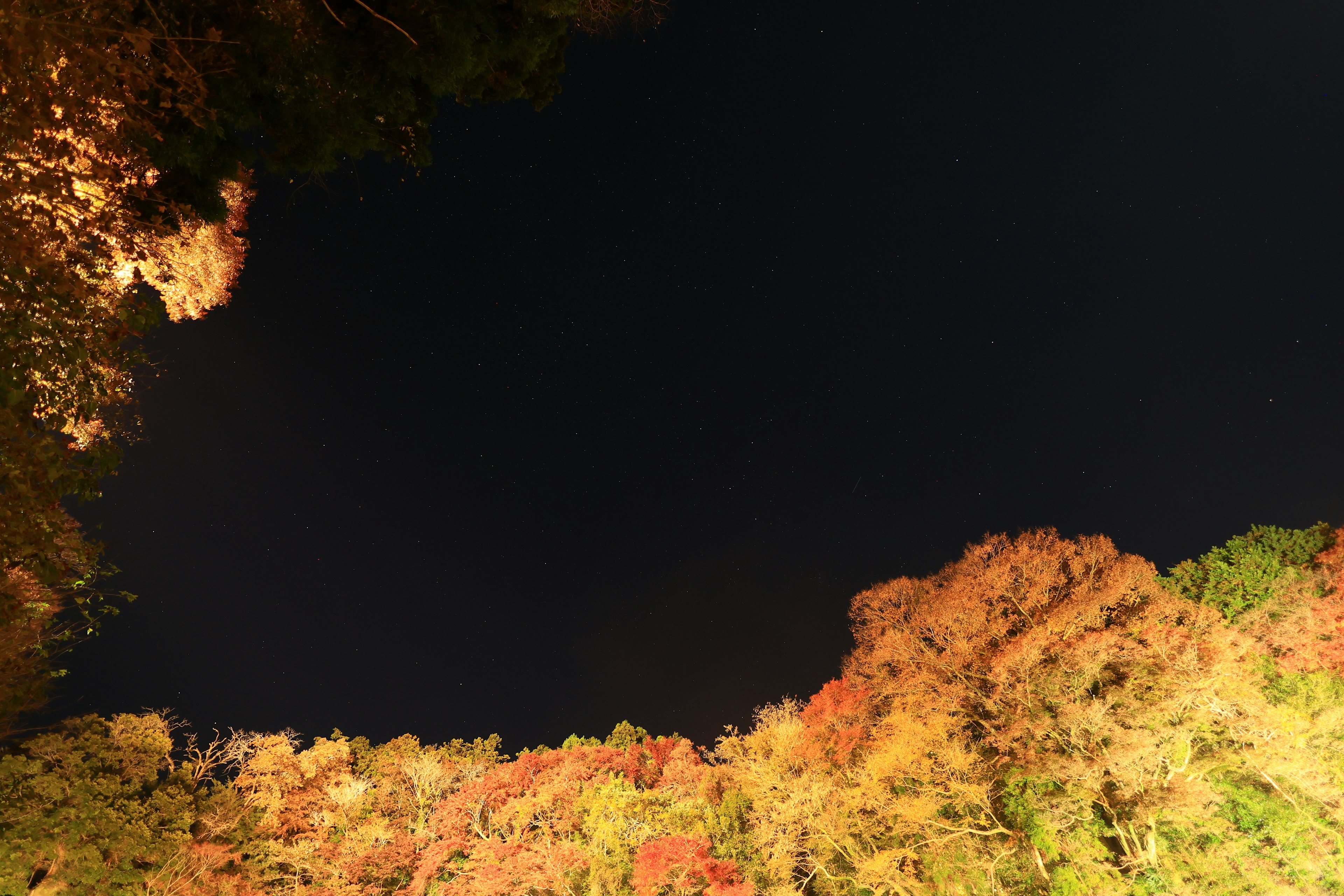 Colorful autumn foliage against a night sky