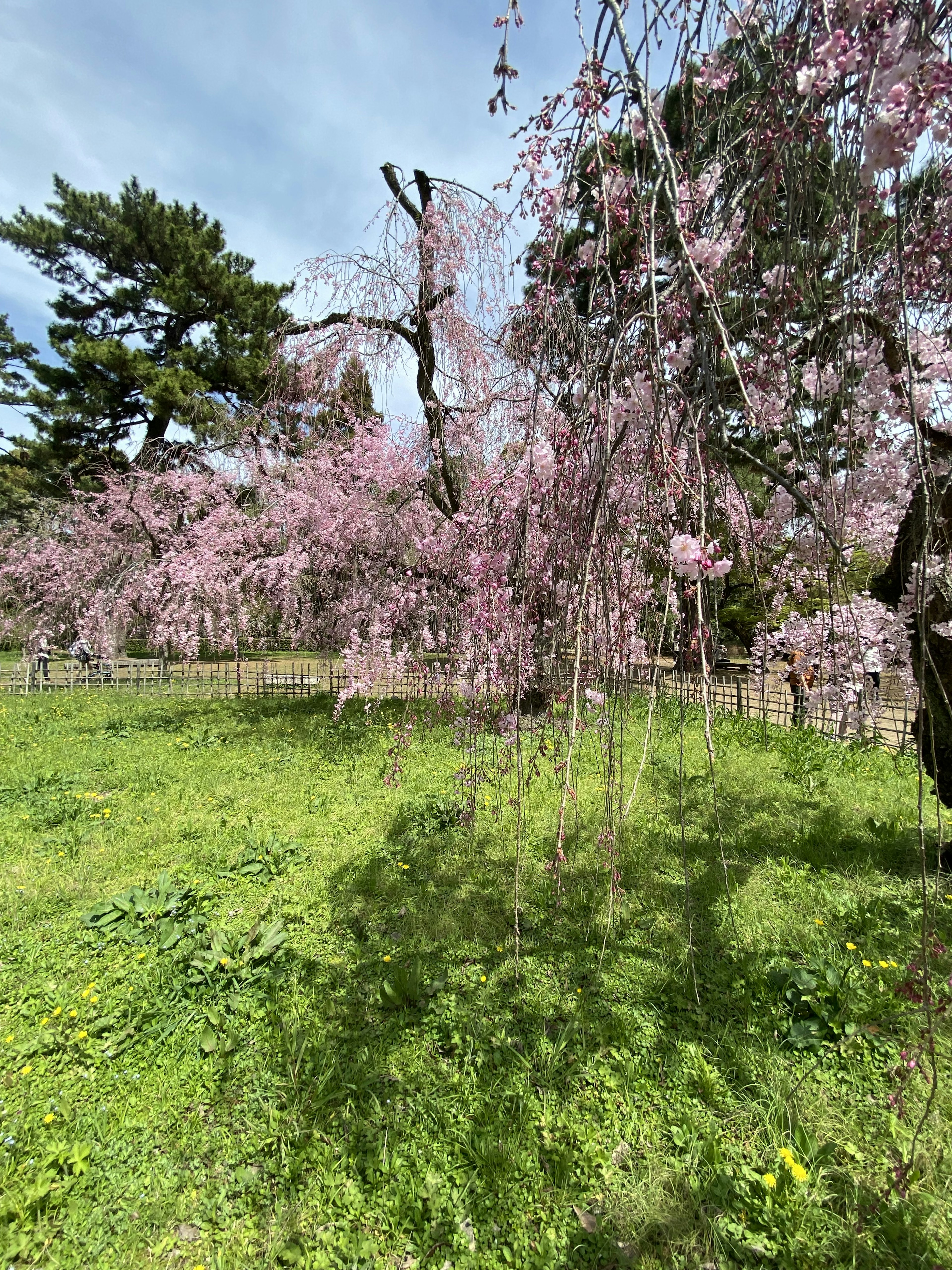 緑の草原に咲く薄いピンクの桜の木の枝