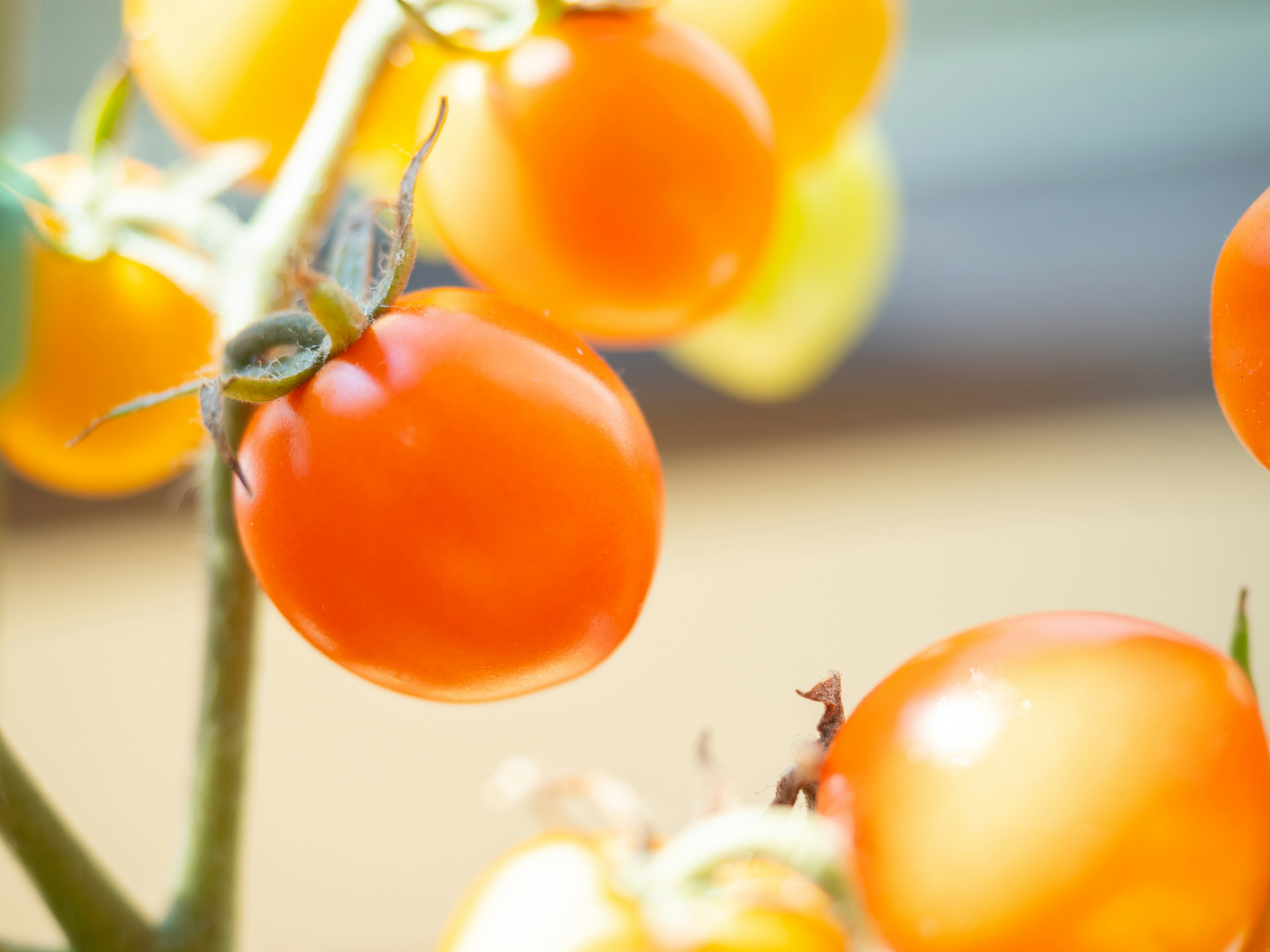 Nahaufnahme von lebhaften orangefarbenen Kirschtomaten, die an einer Rebe wachsen