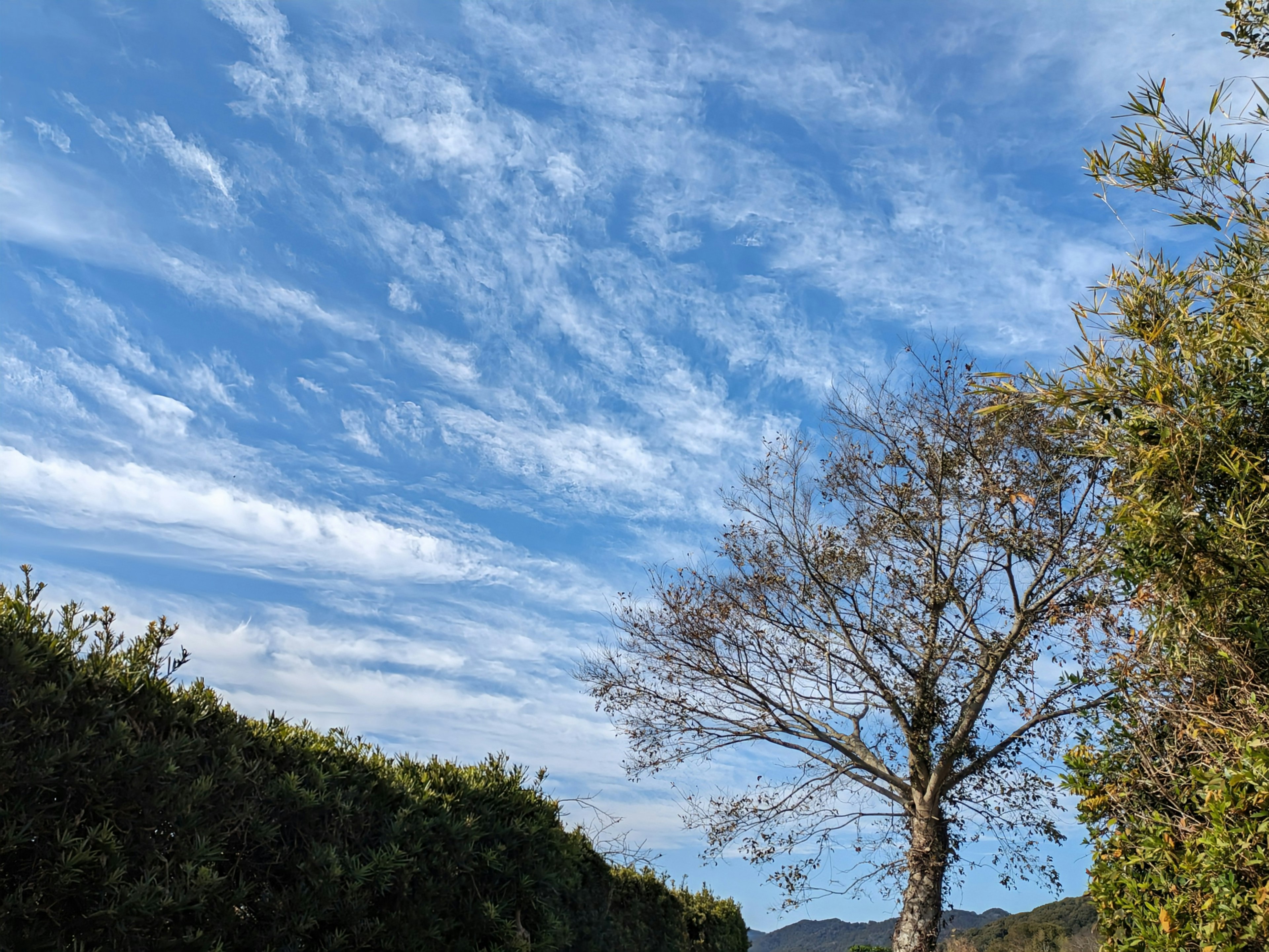 Silhouette of a tree against a blue sky with clouds