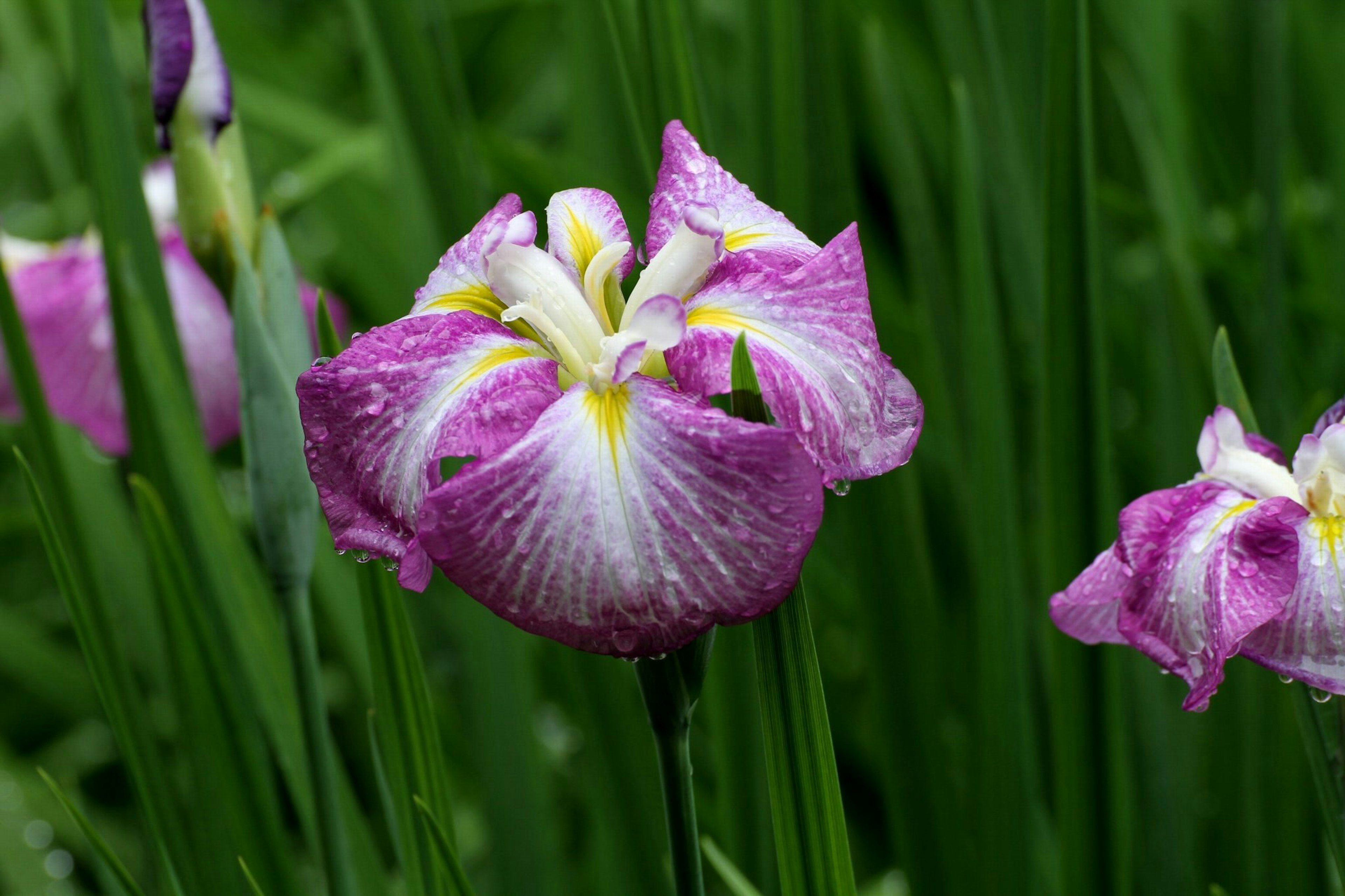 Bunga iris ungu dengan pusat putih mekar di antara rumput hijau